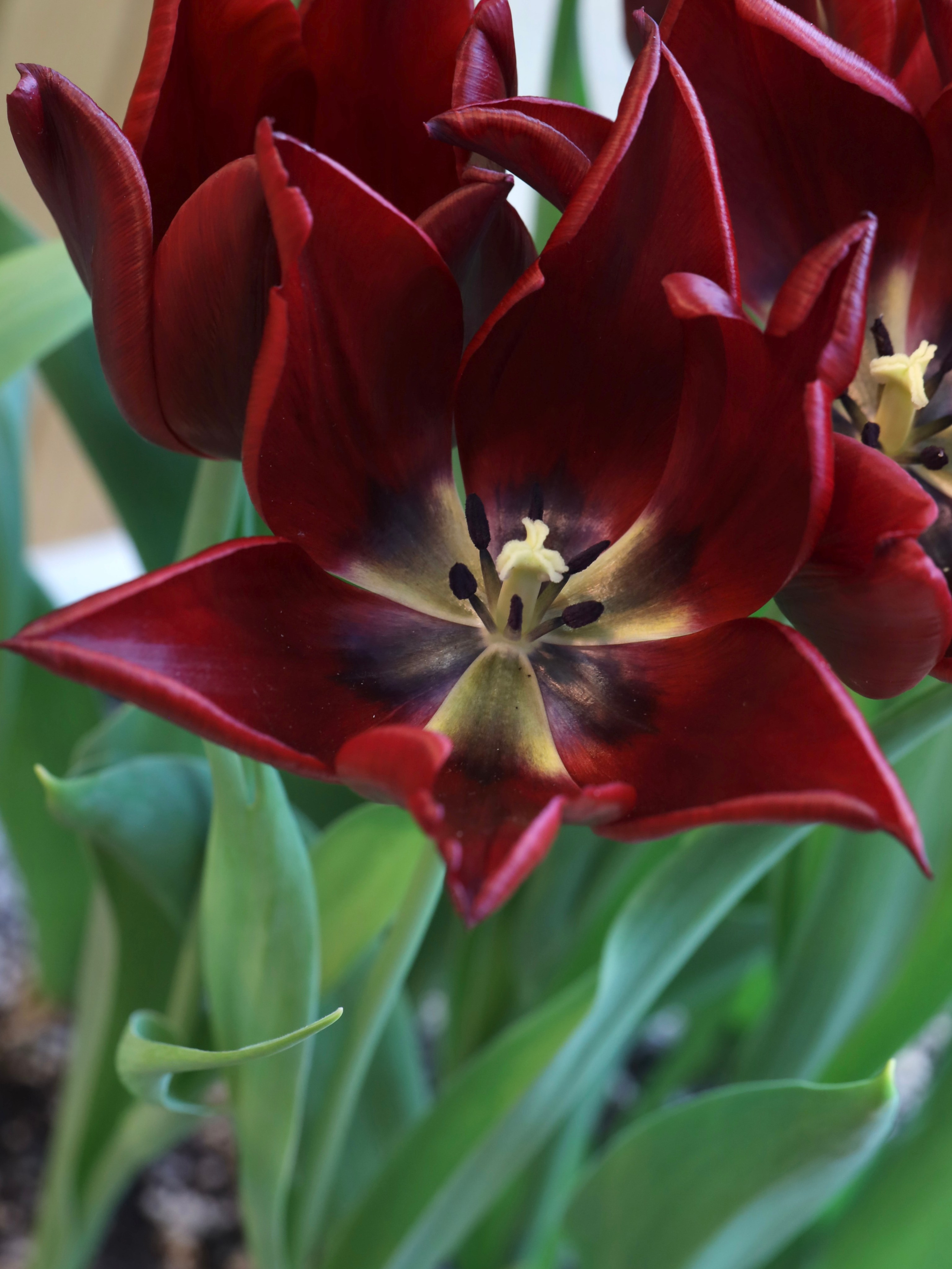 Весенние цветы. Фотосессии и репортаж — Фотограф в Москве — Рина Серёгина