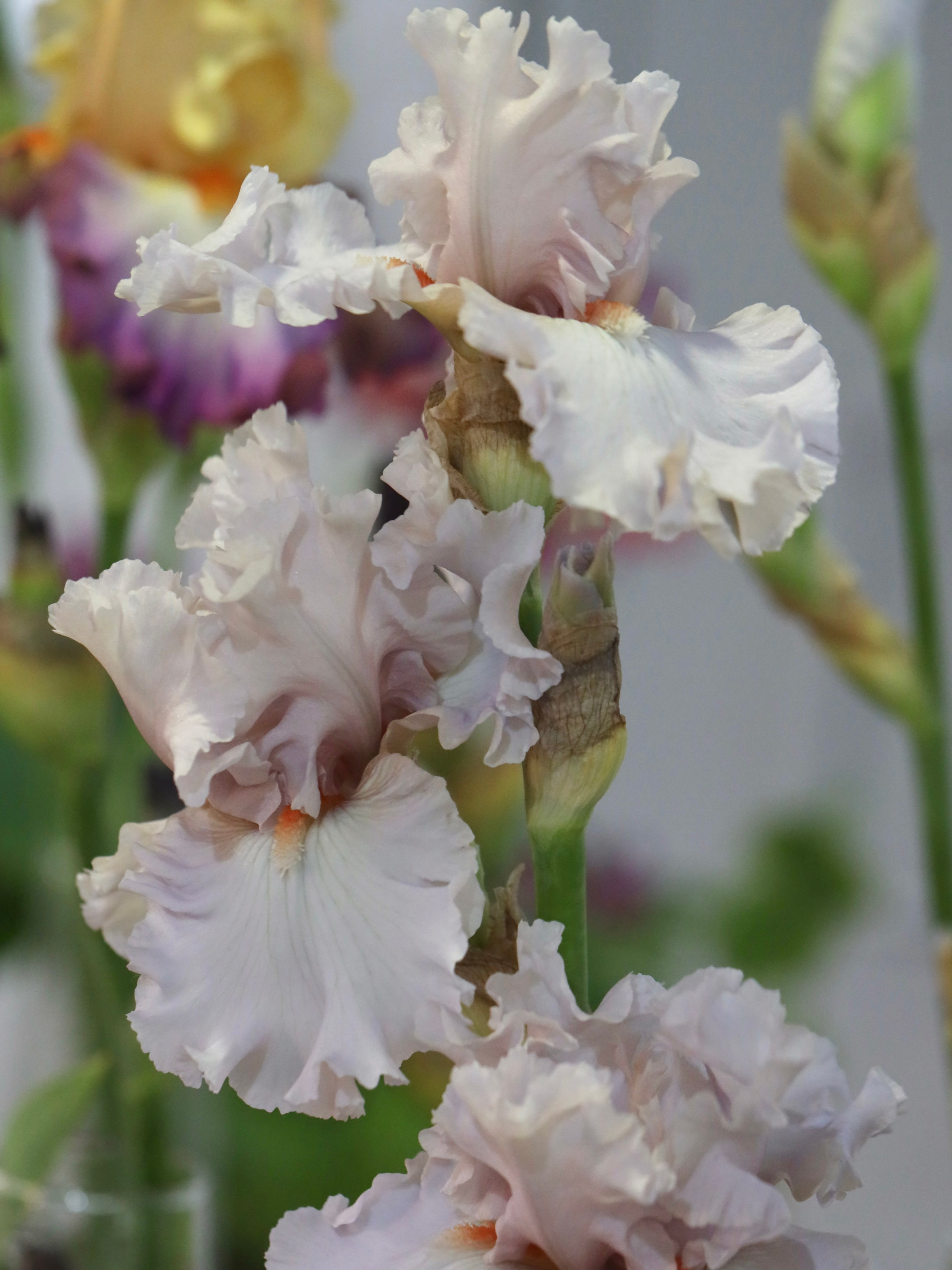 Фестиваль пионов и ирисов в Аптекарском огороде — июнь 2023. Фотосессии и репортаж — Фотограф в Москве — Рина Серёгина