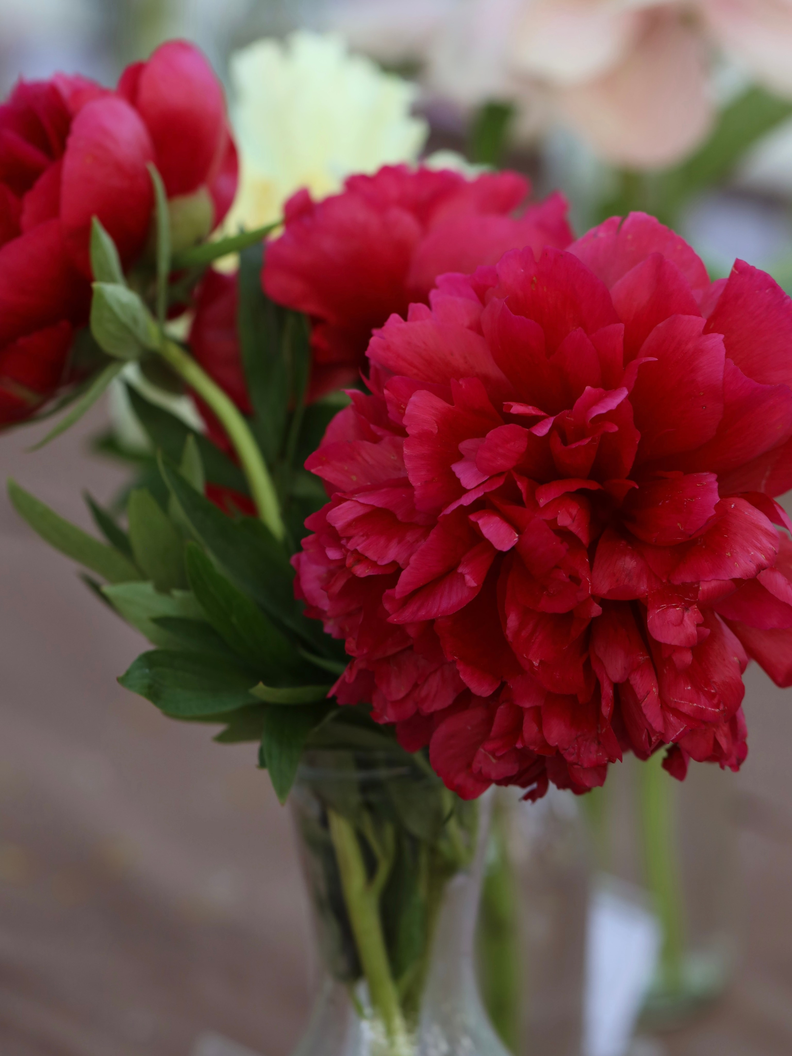 Фестиваль пионов и ирисов в Аптекарском огороде — июнь 2023. Фотосессии и репортаж — Фотограф в Москве — Рина Серёгина