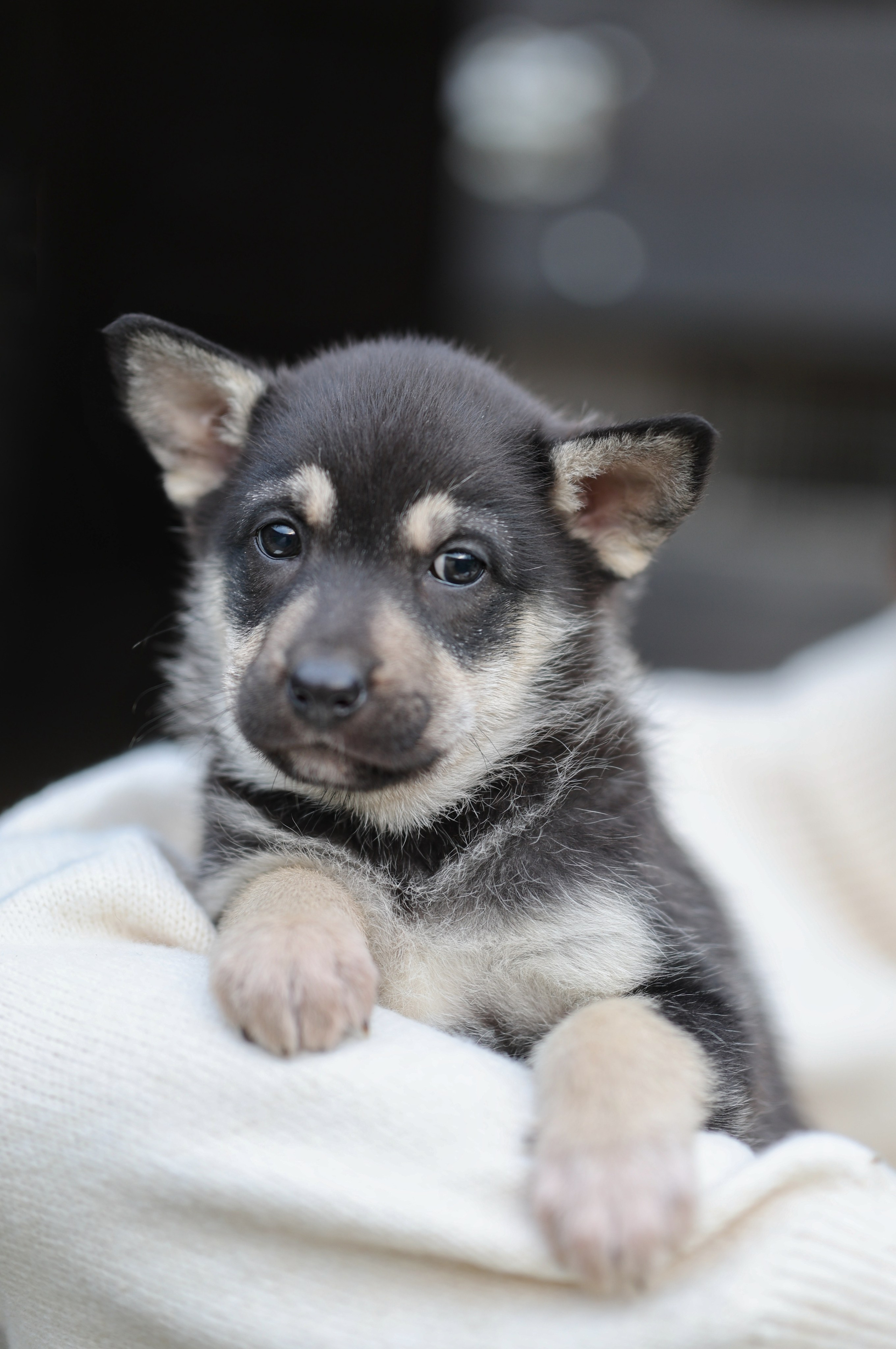 Щенки. Фотограф Максим Татаринов
