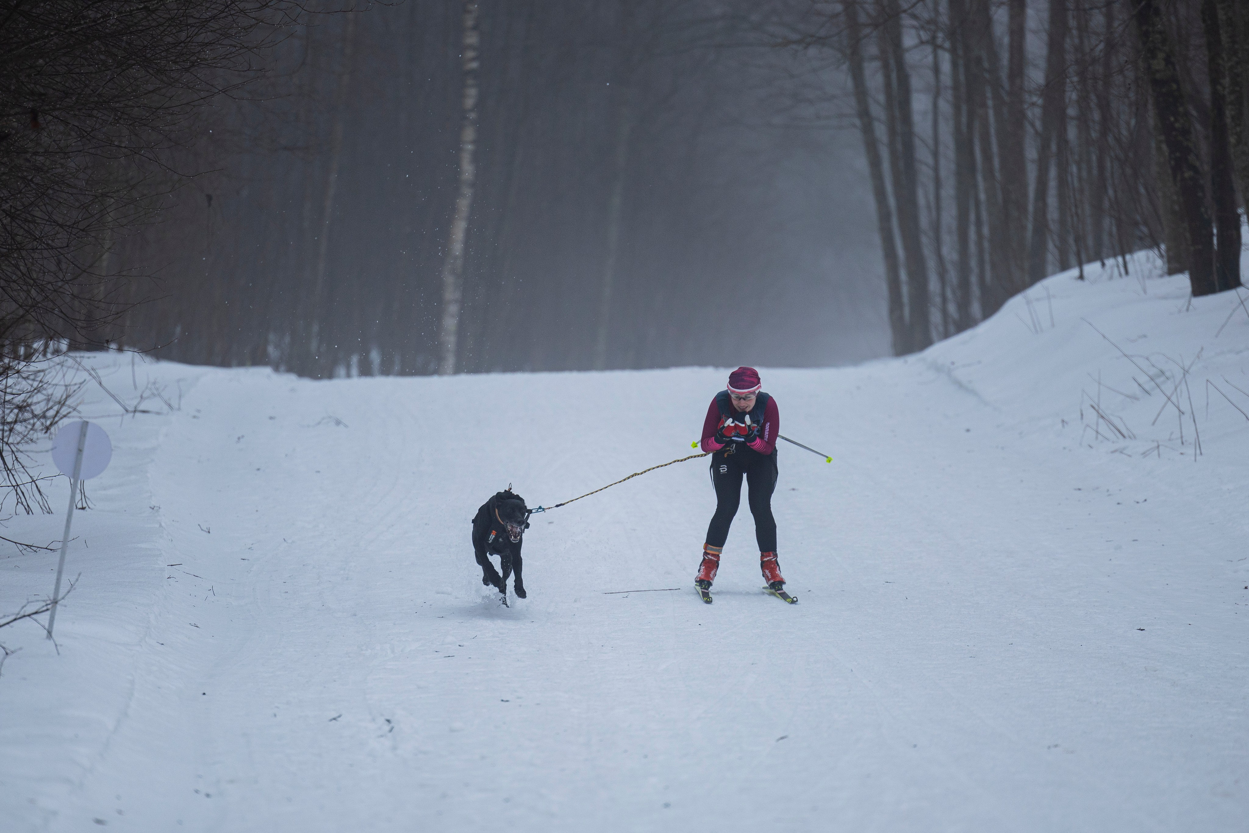 Зимний Чемпионат Санкт-Петербурга по ездовому спорту. Фотограф-анималист Анна Маринич