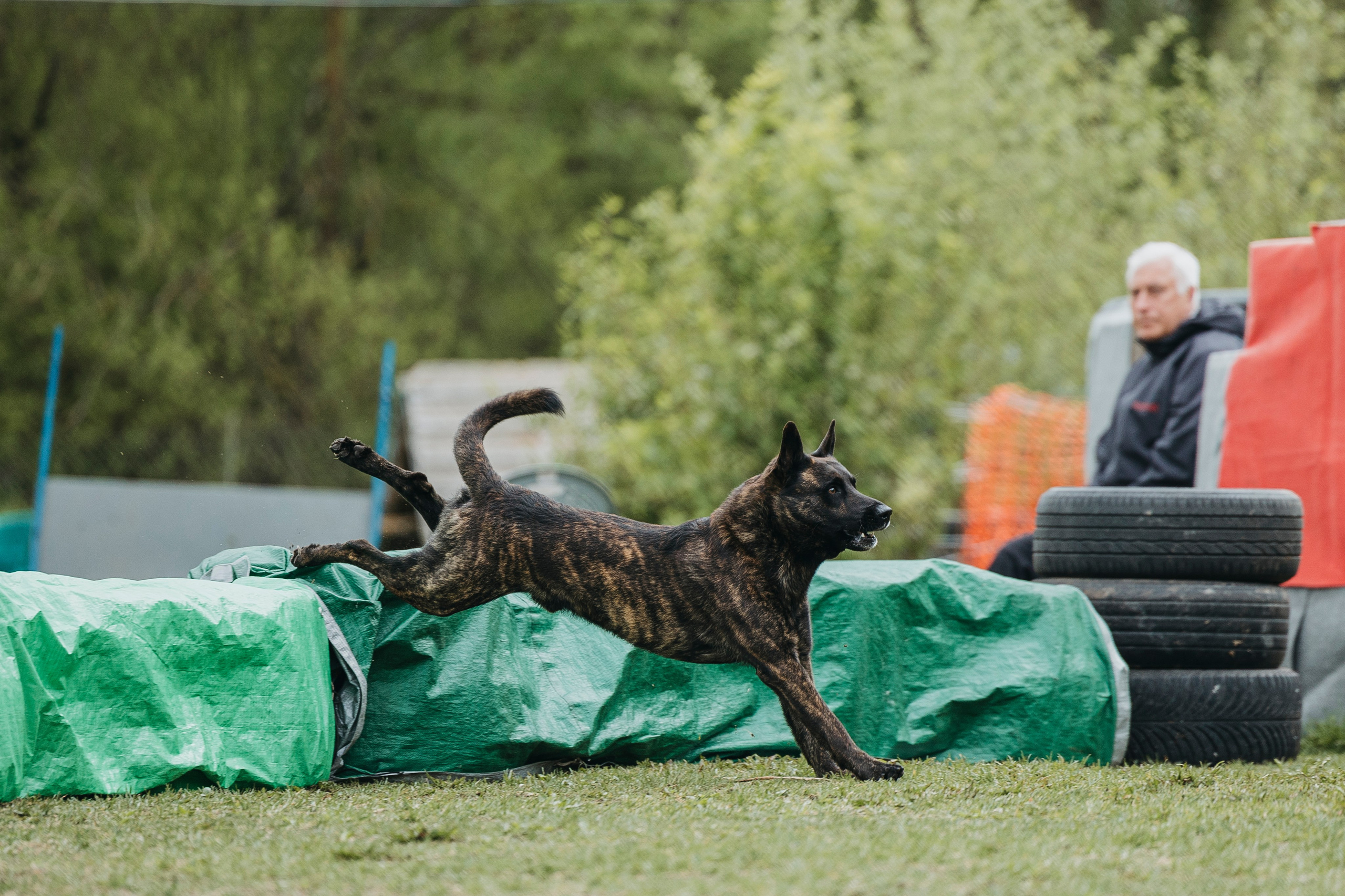 26.05.25 г. Пушкин квалификационные соревнования. Фотограф-анималист Анна Маринич
