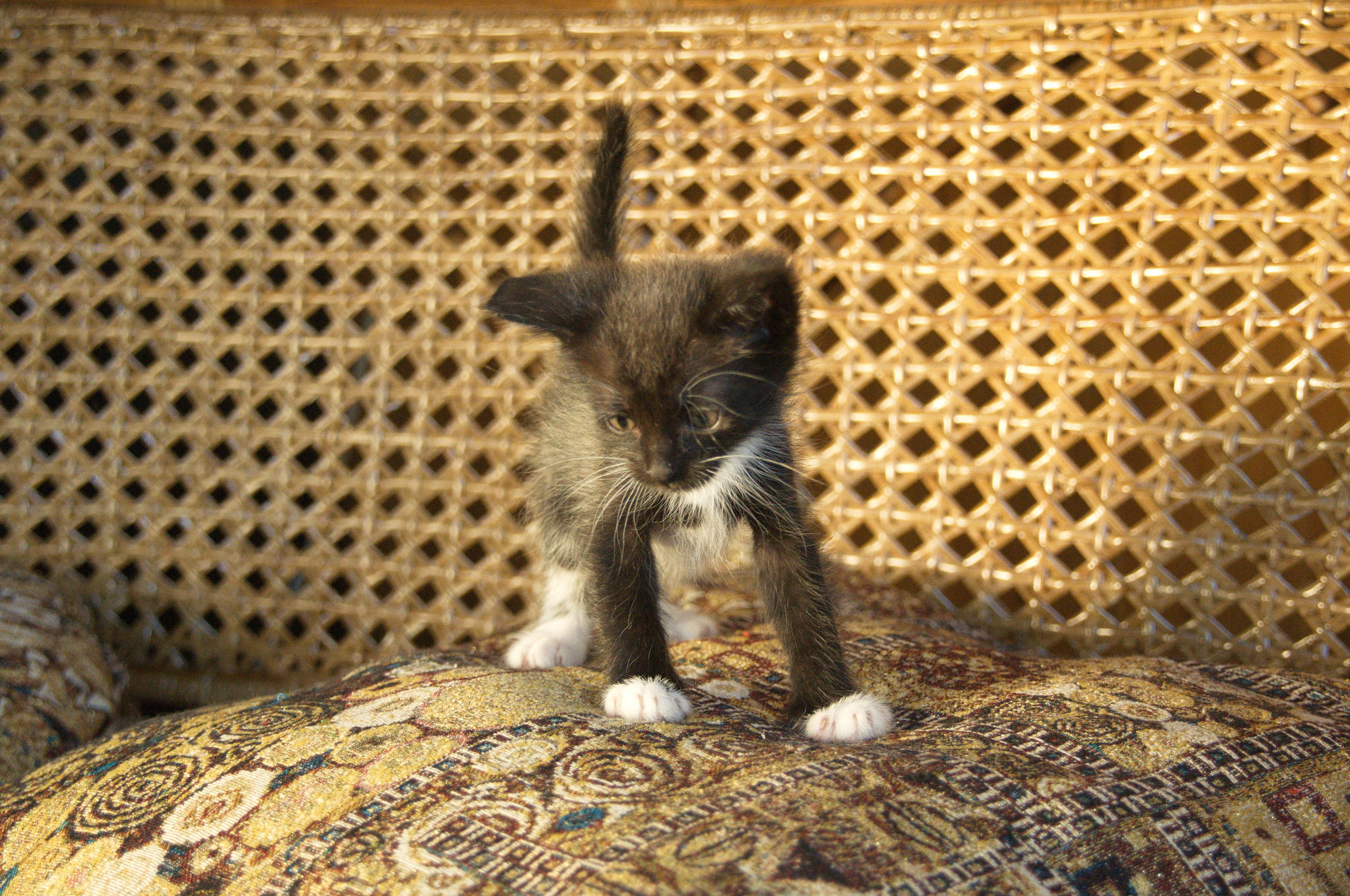 Котята на кушетке. Фотограф Евгений Симохин