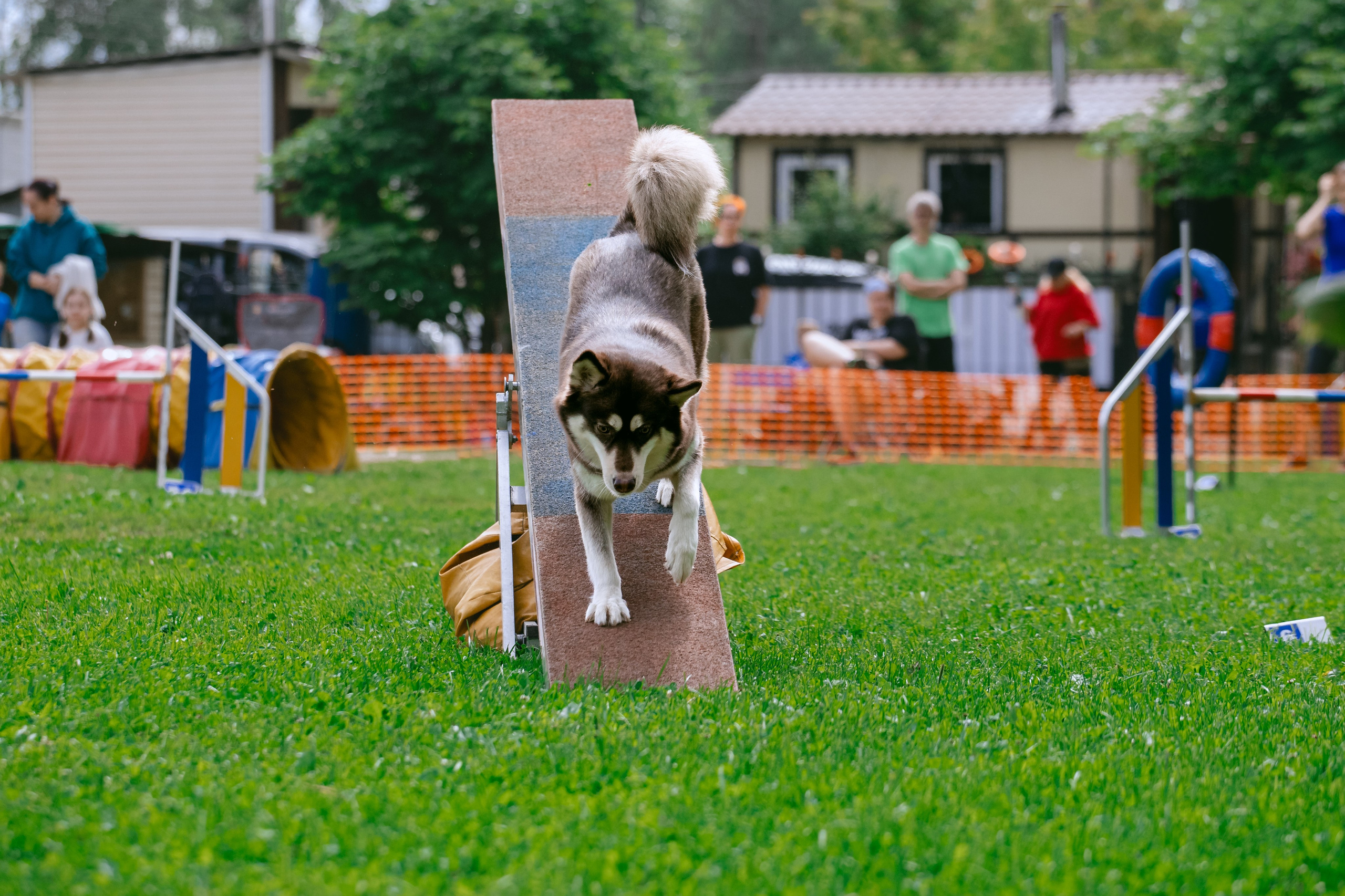 Соревнования по аджилити Долгопрудный 30.06.2025. Фотограф-анималист Татьяна Степанова