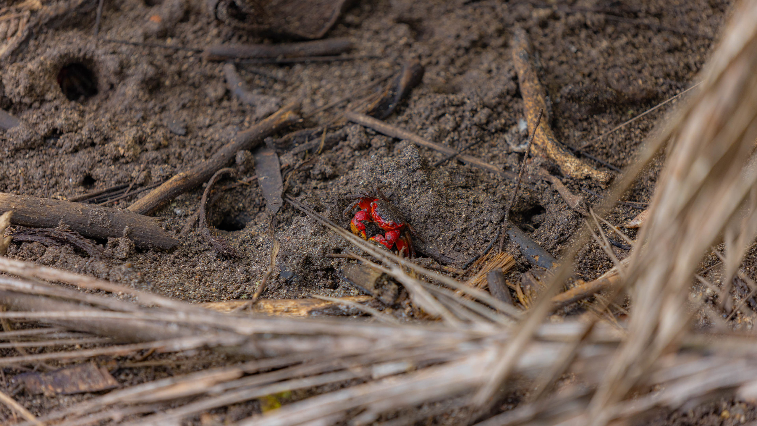 2025 07 Сейшелы (Маэ). Фотографии