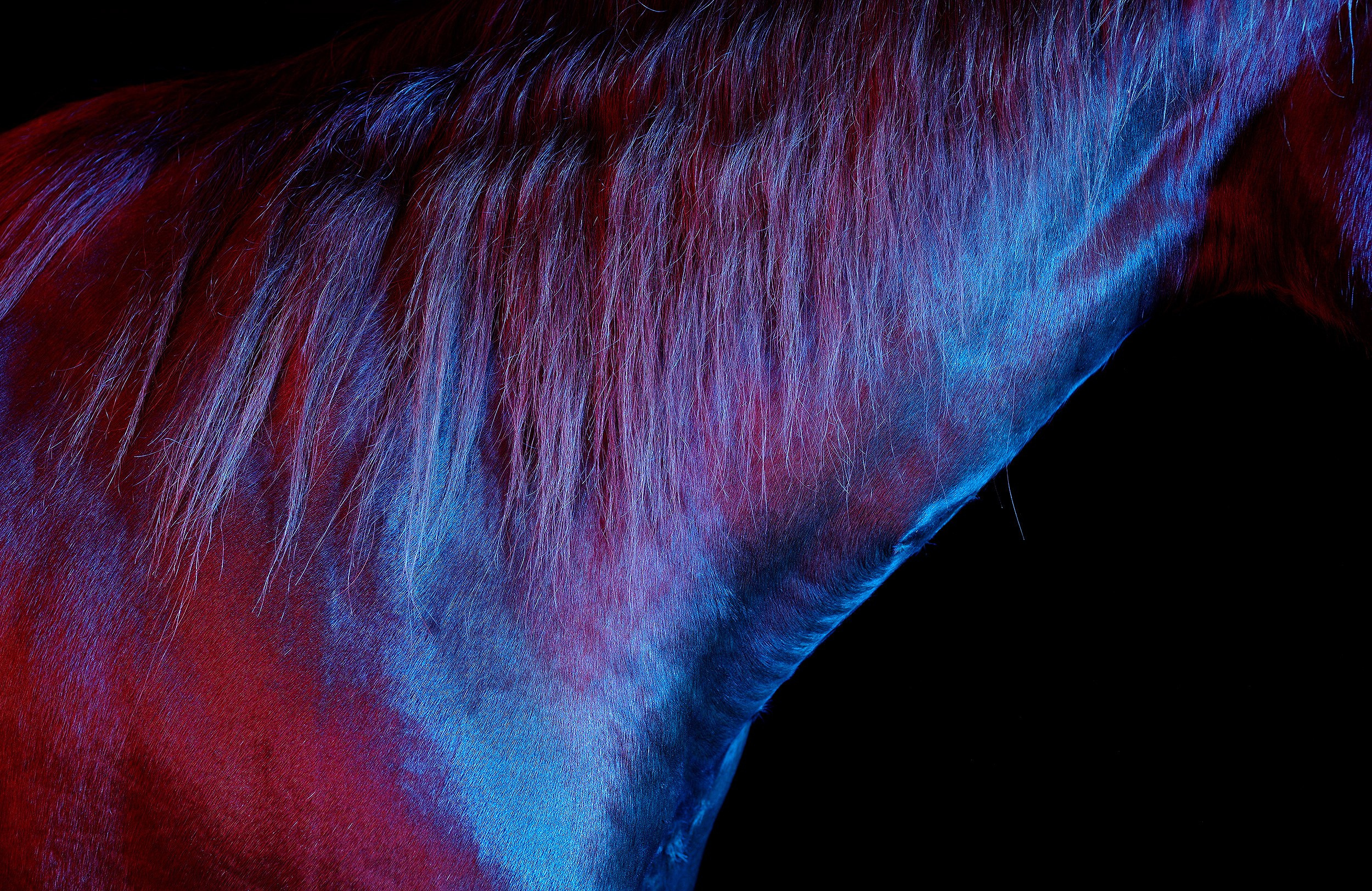HORSES. LUMEN DUO Art photography for interiors