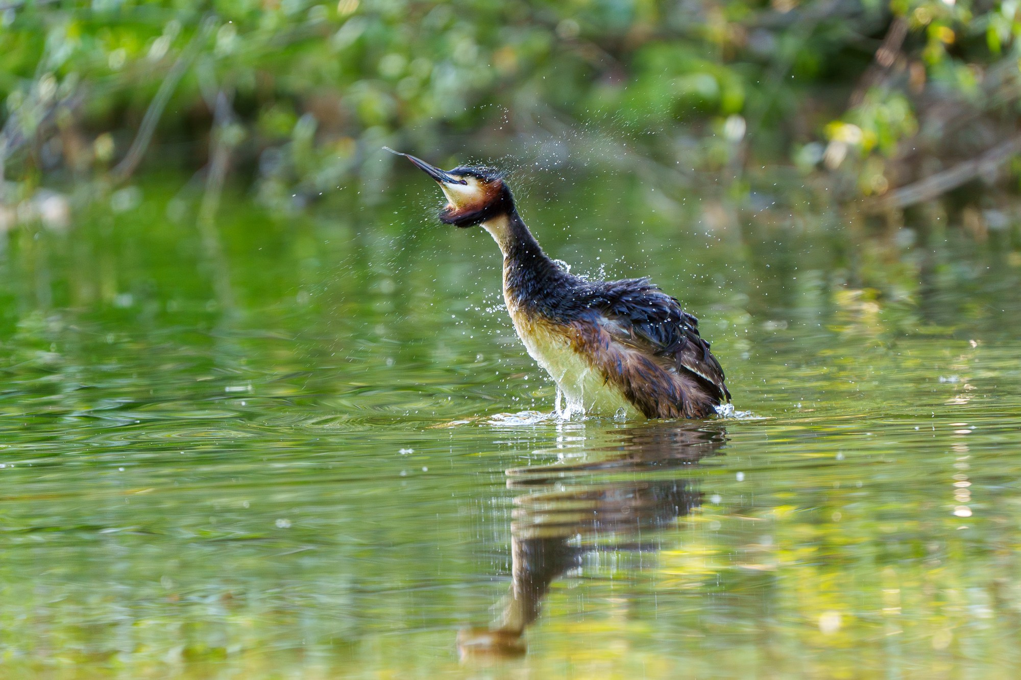 Удивительные мир птиц. Вокруг нас столько прекрасного — присмотритесь!. Ваш личный фотограф Марина Волкова