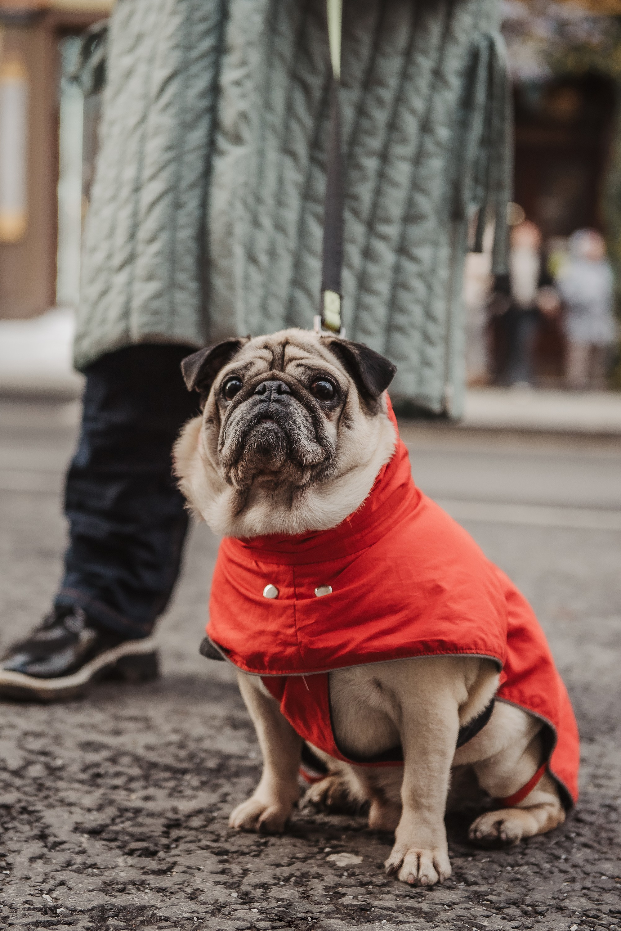 Ольга и Потапум. Прогулка к чайному дому. Семейный Фотограф в Москве Ирина Хохлова