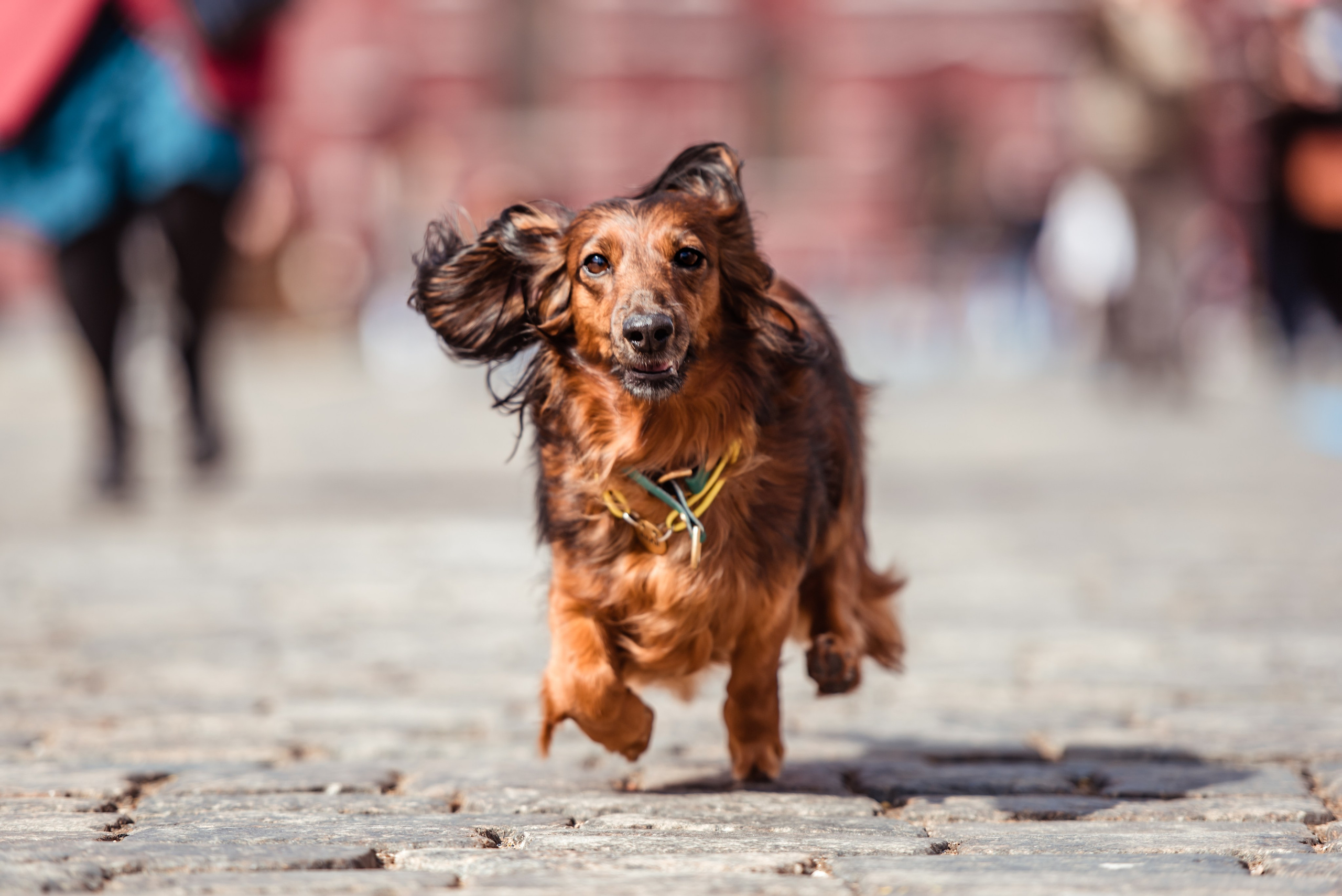 Таксы на Красной площади. Семейный Фотограф в Москве Ирина Хохлова