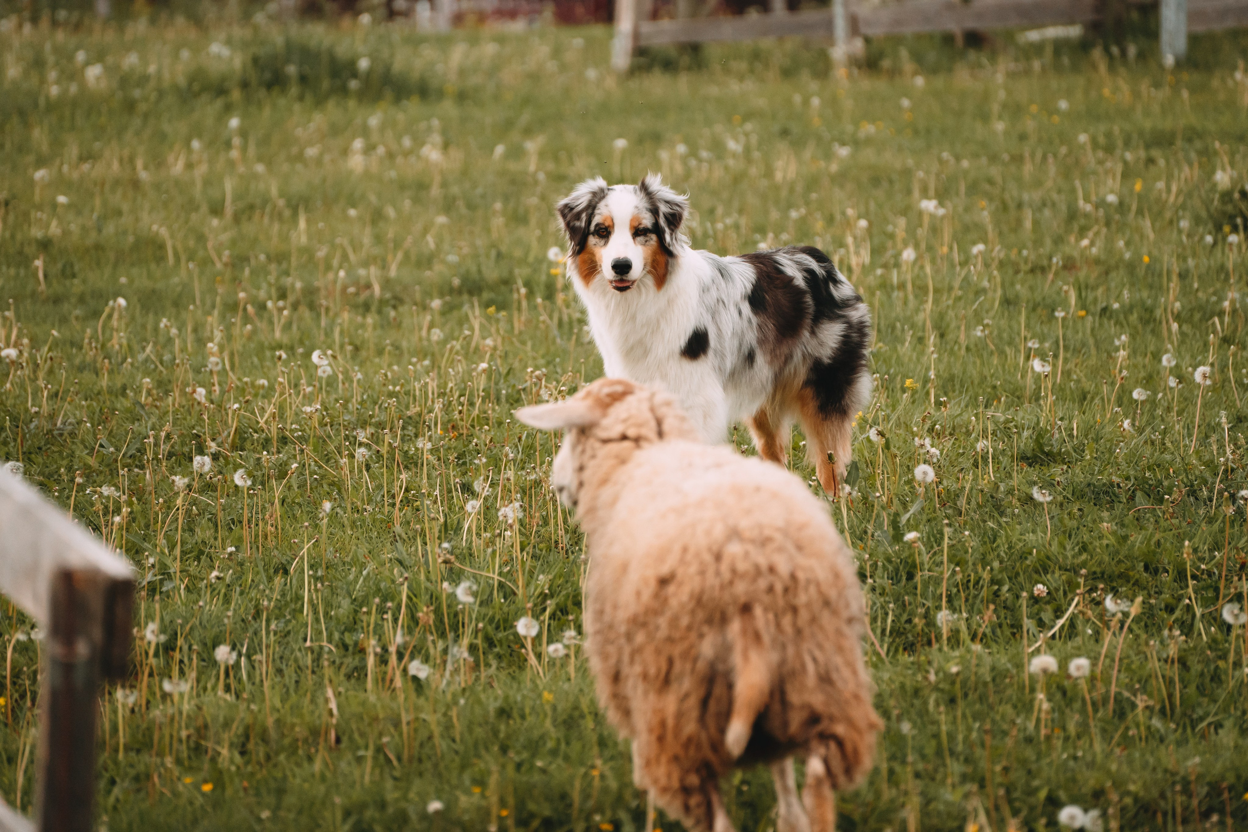 Состязания по пастушьей службе 1-2.06.24, Заостровье. Фотограф-анималист Анастасия Большакова