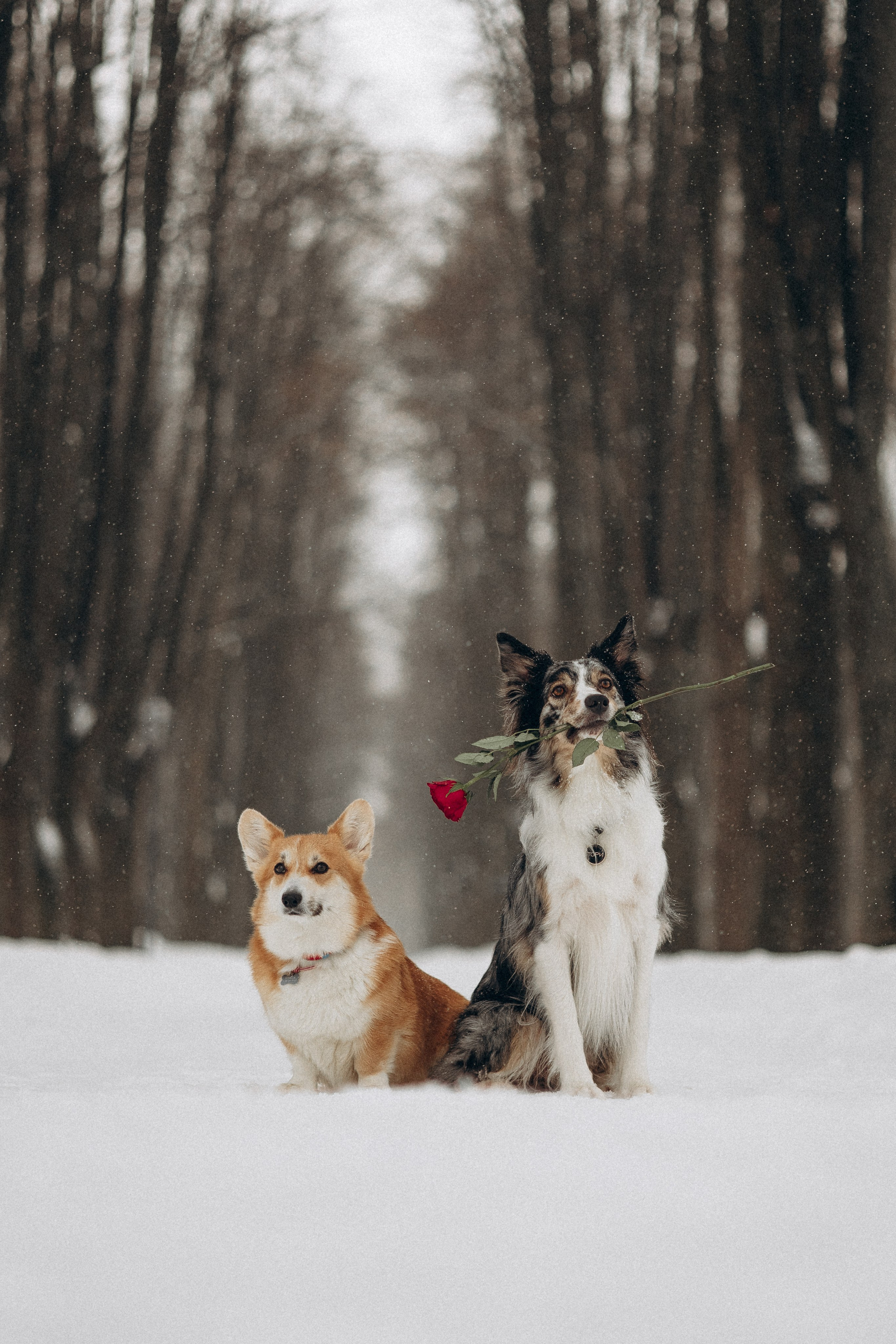 Настя и Тор. Фотораф — анималист Мария Шистка