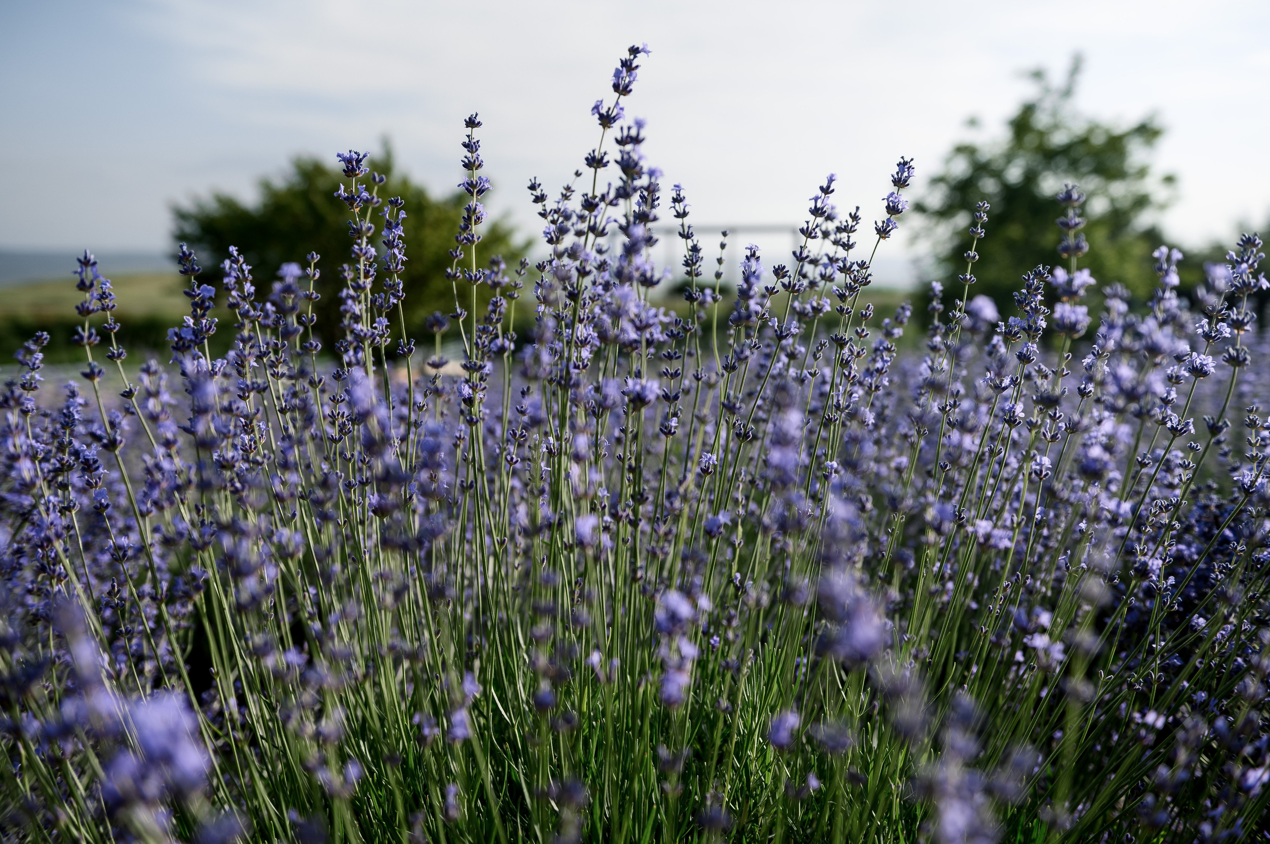 День Рождение на ферме Трава. Свадебный и семейный фотограф в Ставрополе Роман Иванов