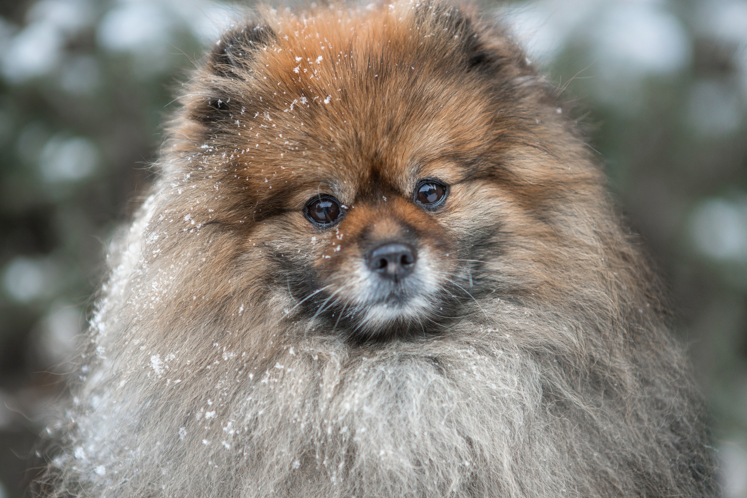 Прогулка с питомцем. Фотограф в г. Чита — Наталья Кириллова