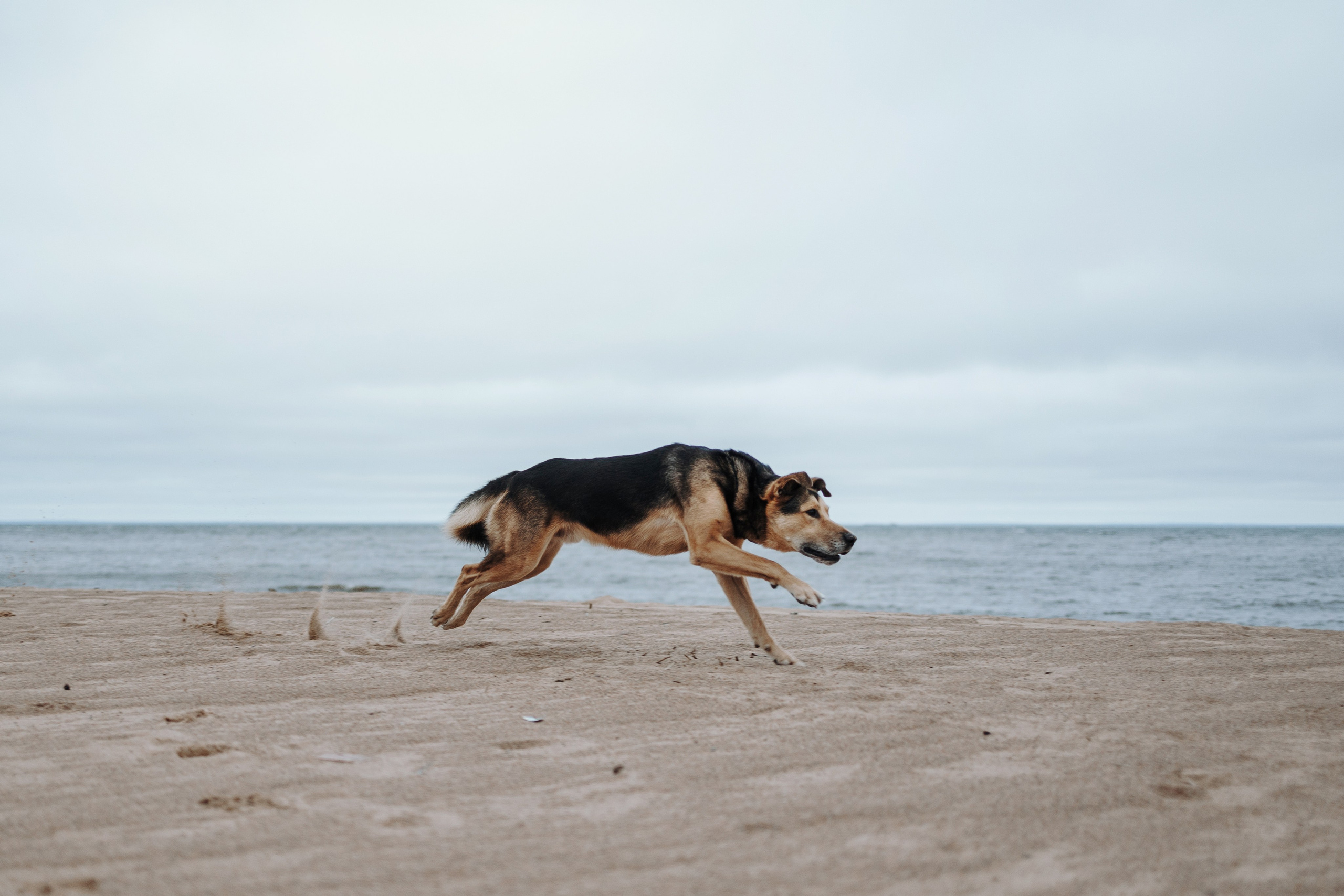 Наталья и Того. Фотограф — Анималист | Санкт-Петербург