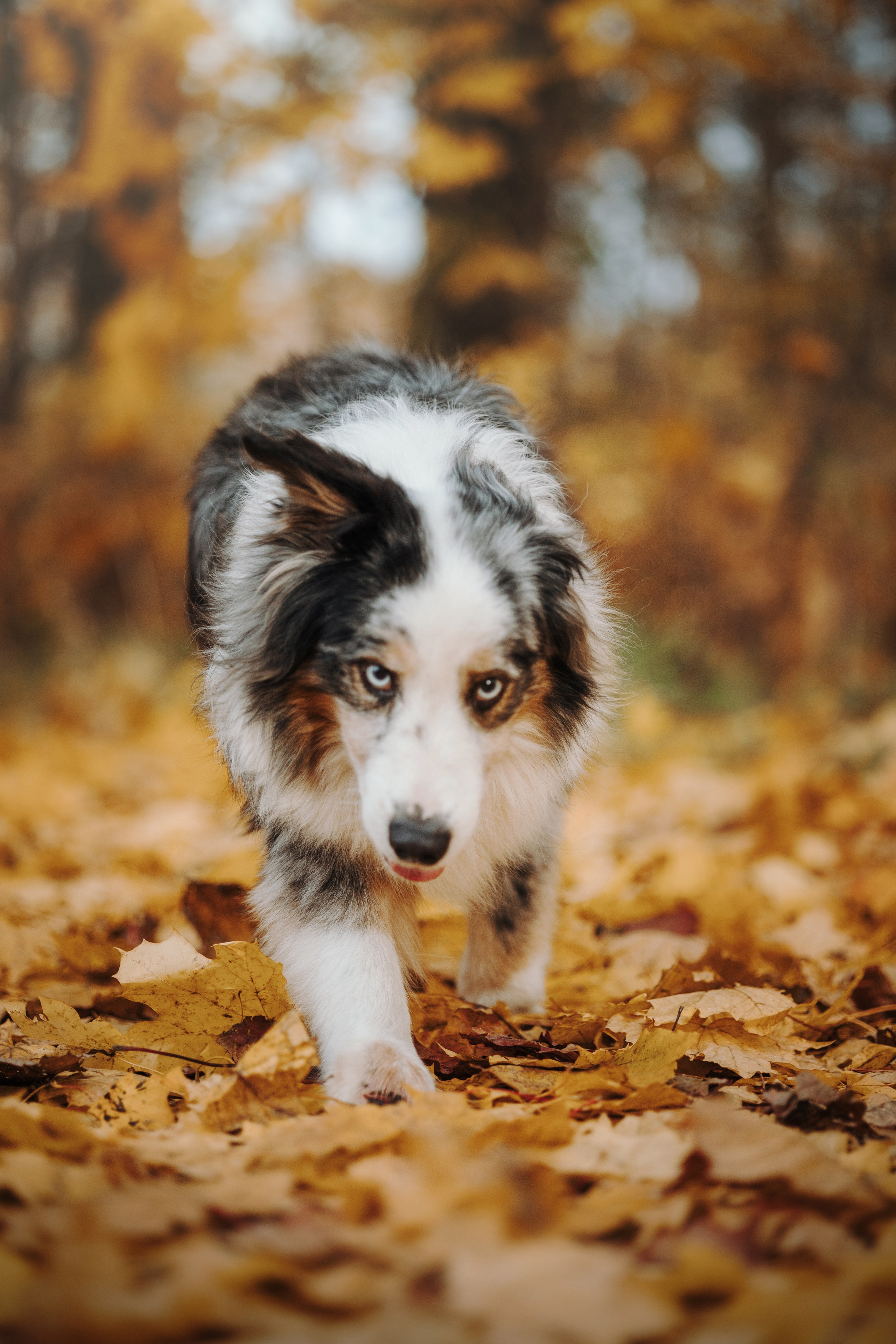 Бэстик и Ирина. Фотограф — Анималист | Санкт-Петербург