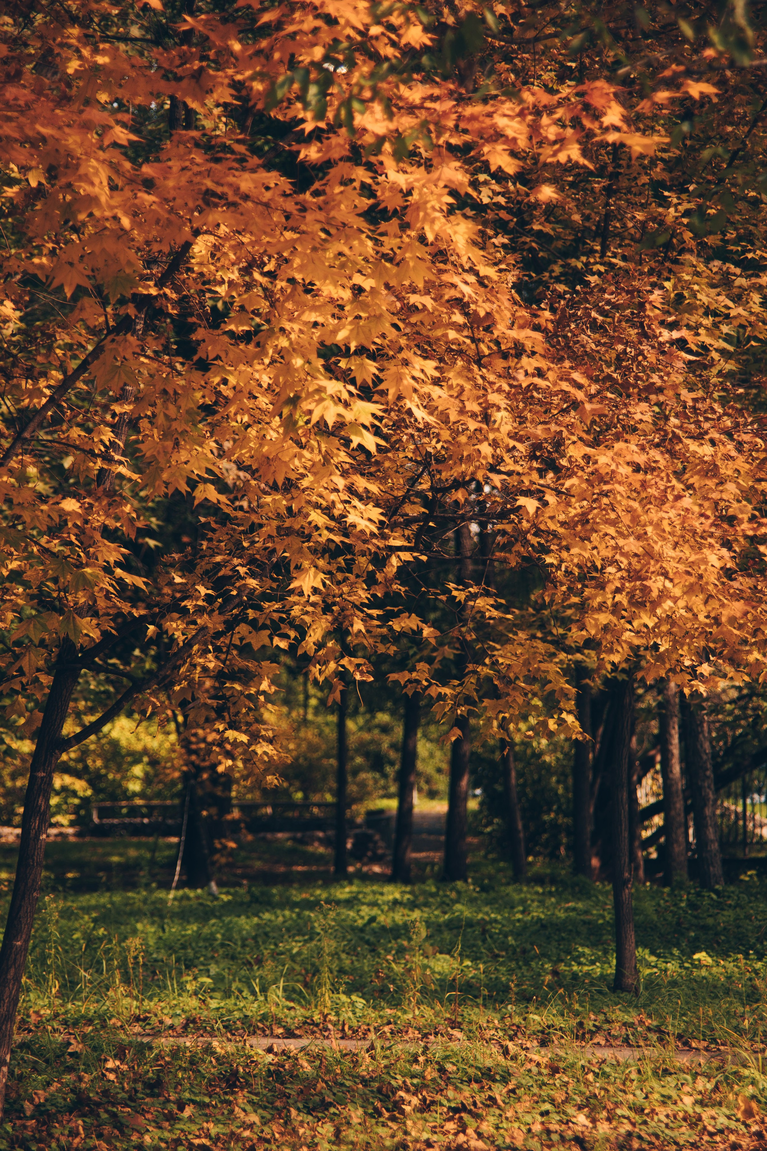 Природа. Darinishna Фэнтези-фотограф Хабаровск