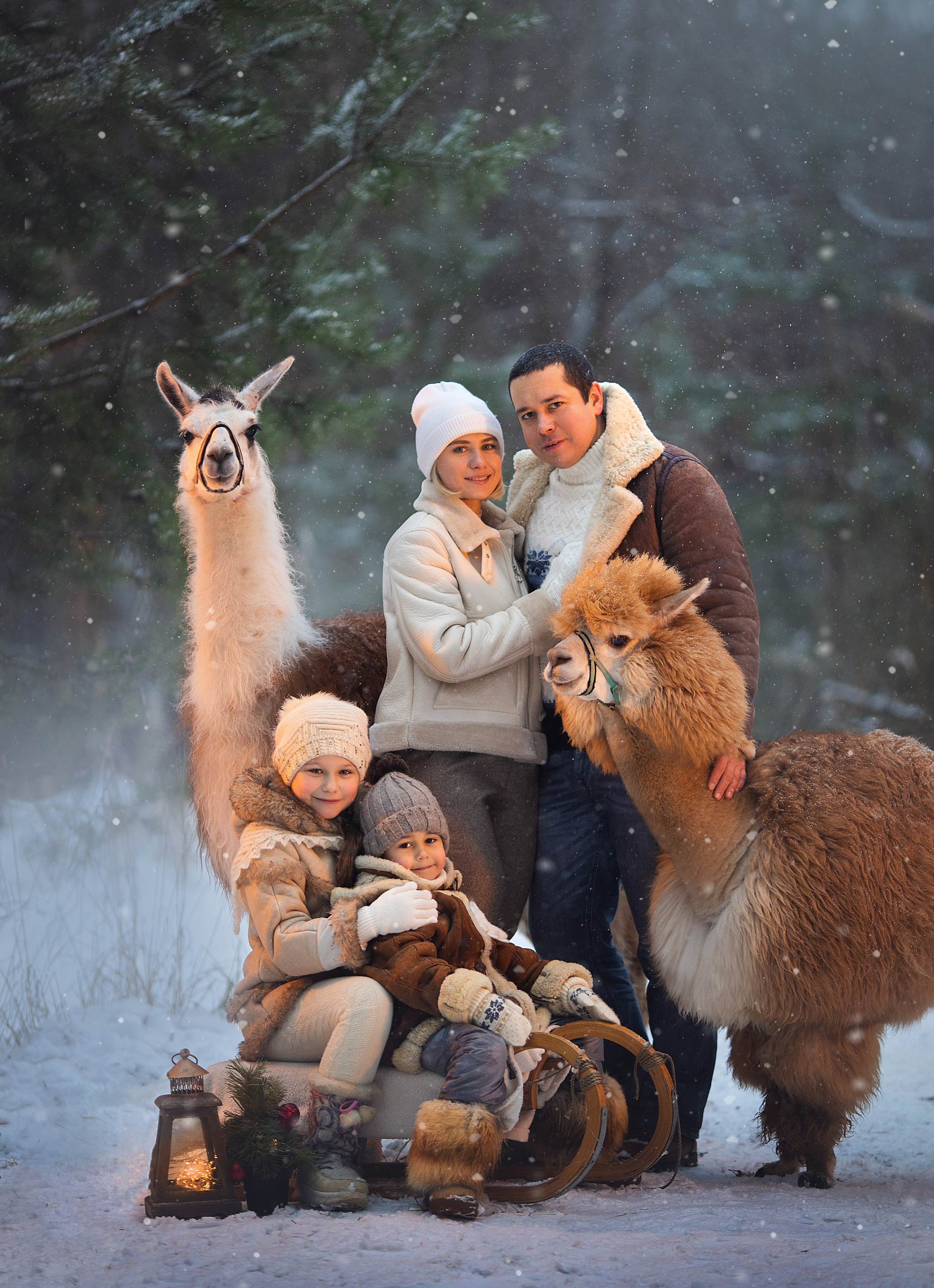Фотосессия с альпаками. Фотограф Лия Милк | Москва, Подмосковье