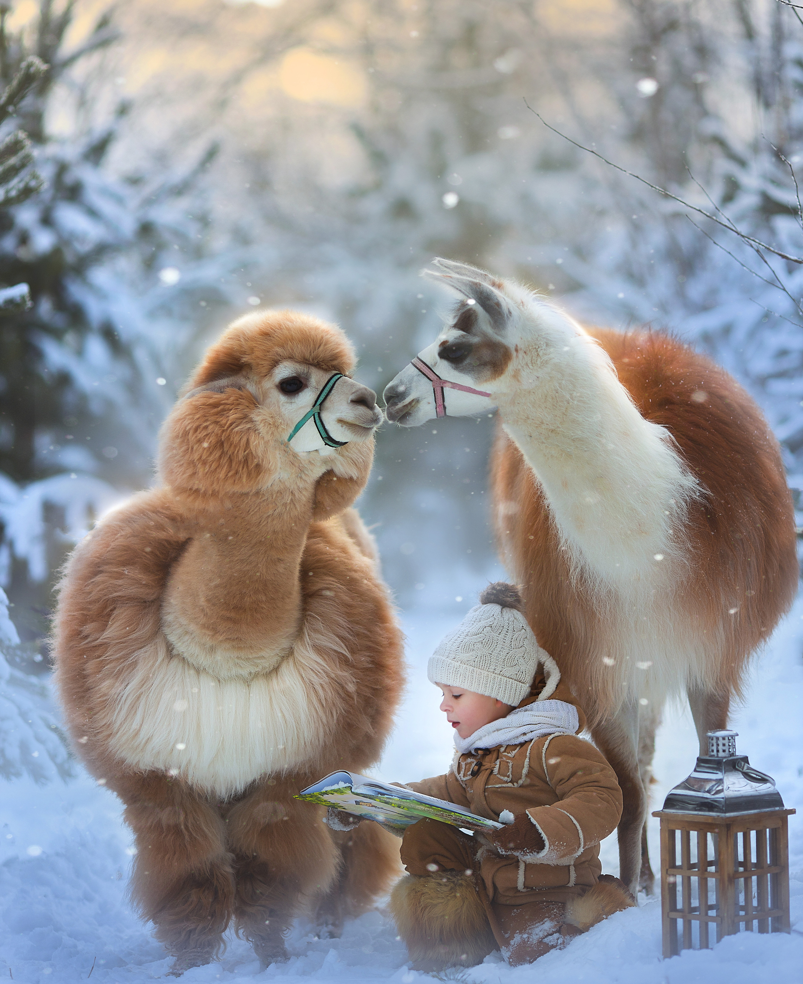 Фотосессия с альпаками. Фотограф Лия Милк | Москва, Подмосковье