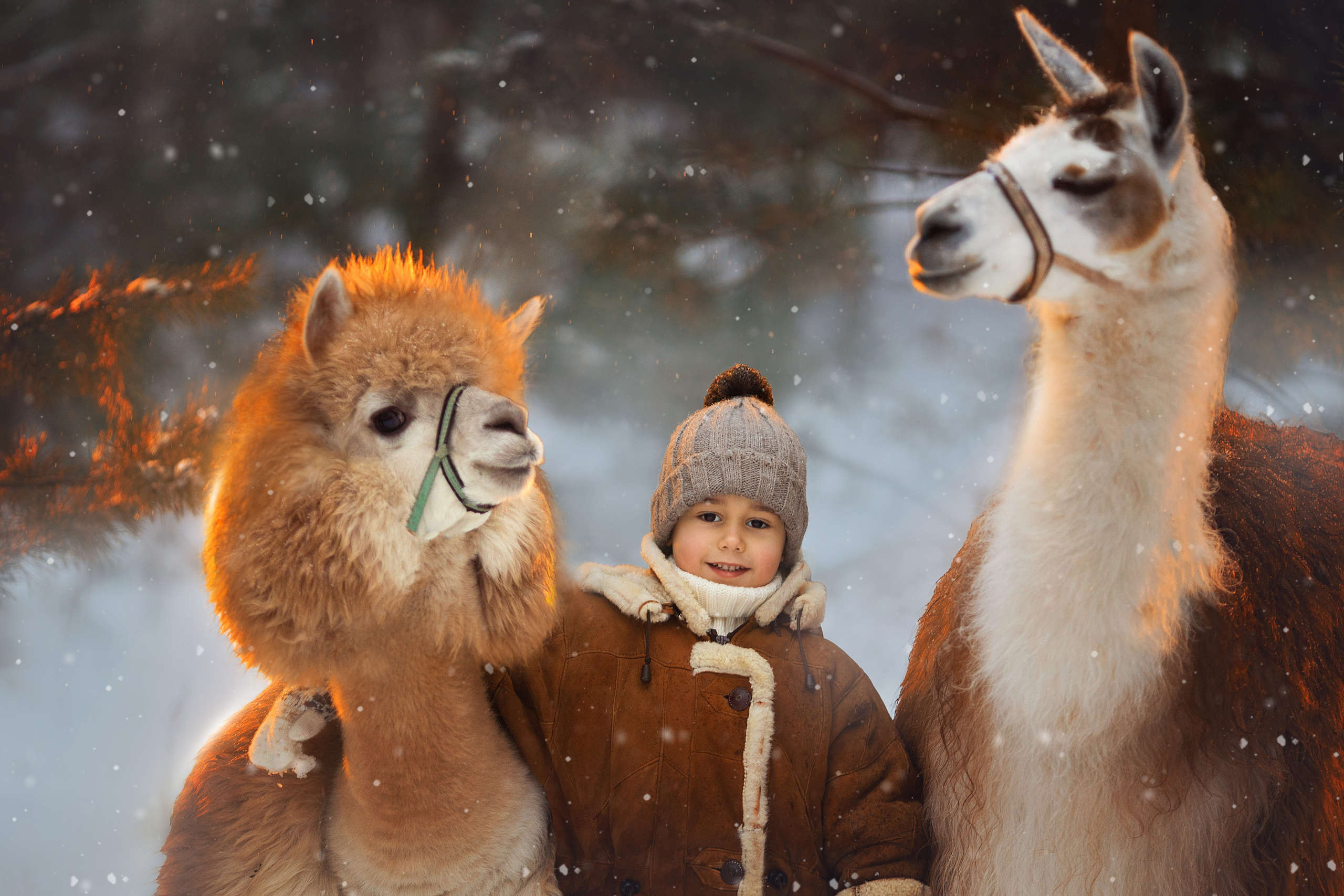 Фотосессия с альпаками. Фотограф Лия Милк | Москва, Подмосковье