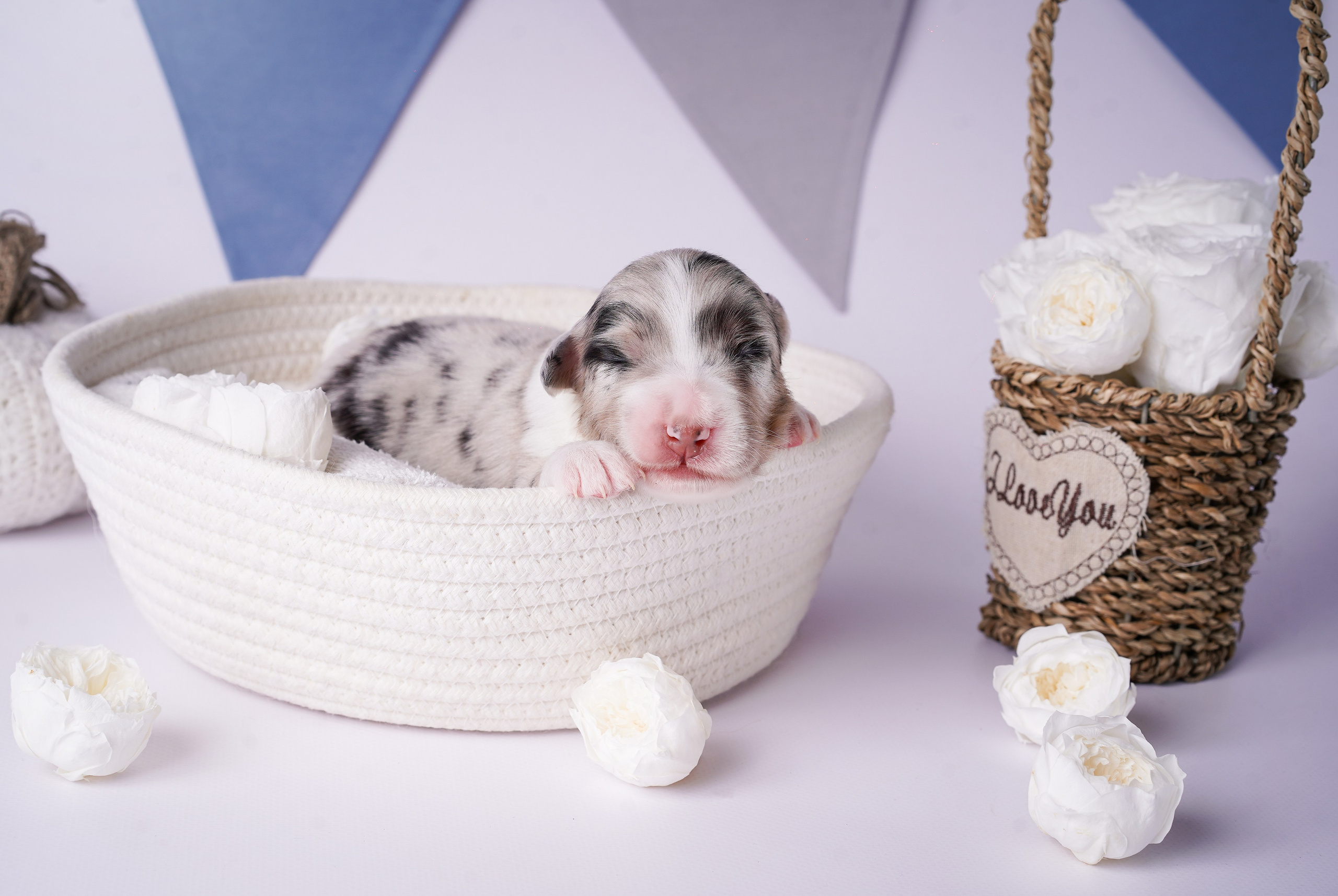 Щенки австралийской овчарки. Фотограф-анималист в Санкт-Петербурге Яна Мартынова