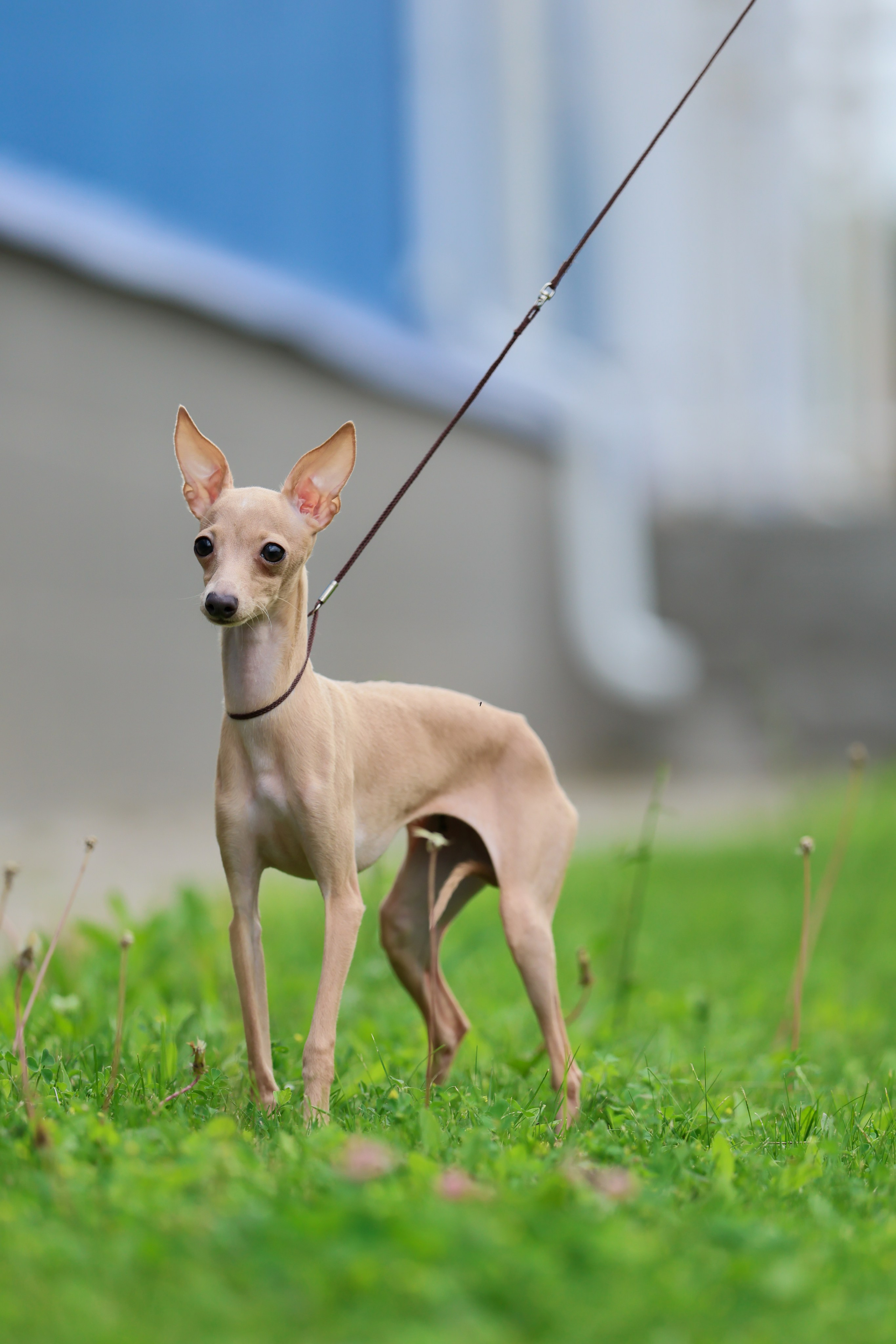 Кремовая Лекси. Professional Italian Greyhound Kennel RKF/FCI ASTI SAPPHIRE 💎 Sochi|St. Petersburg