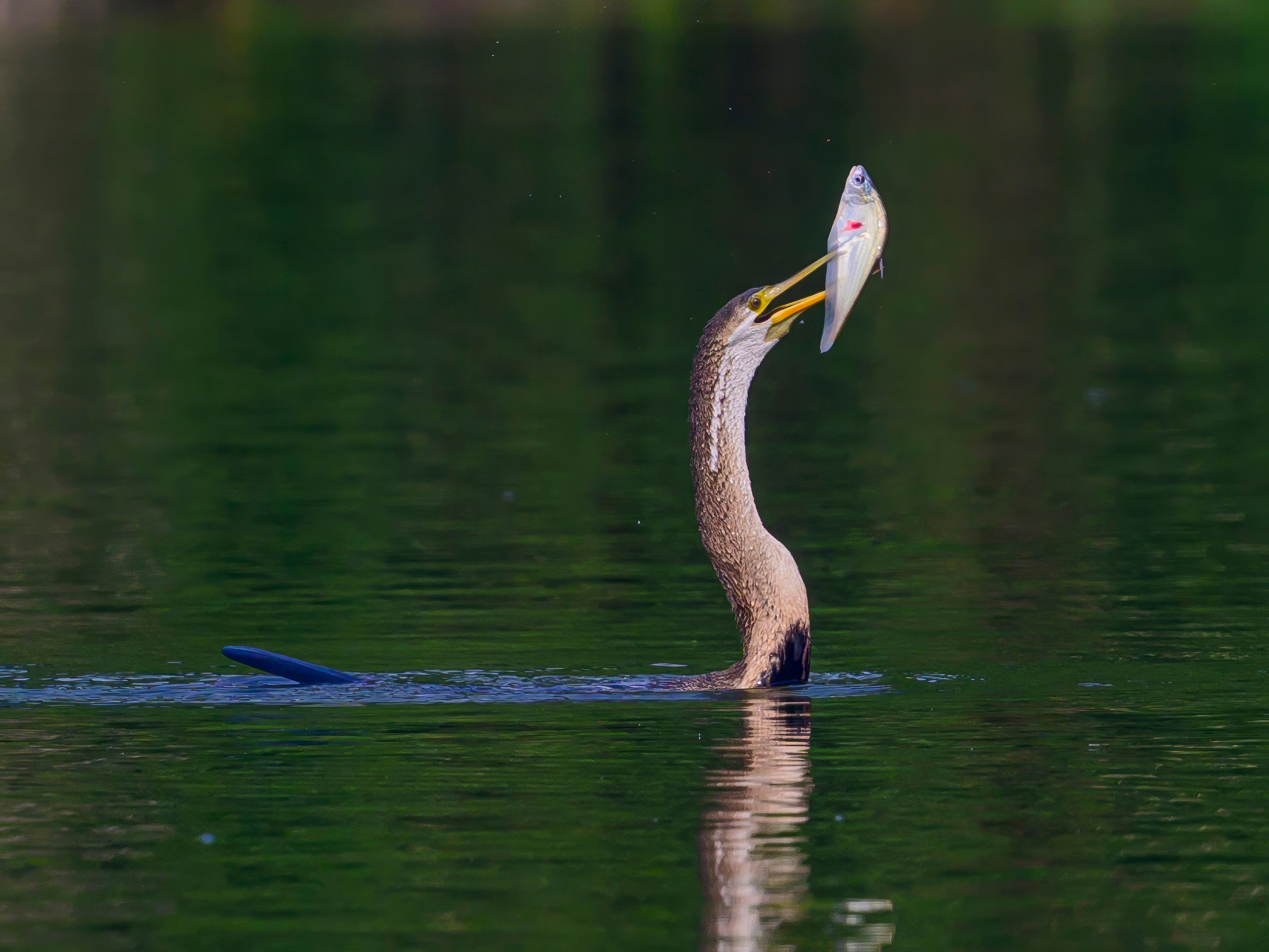 Раджастан, Индия. Wildlife photography by Sergey Puponin