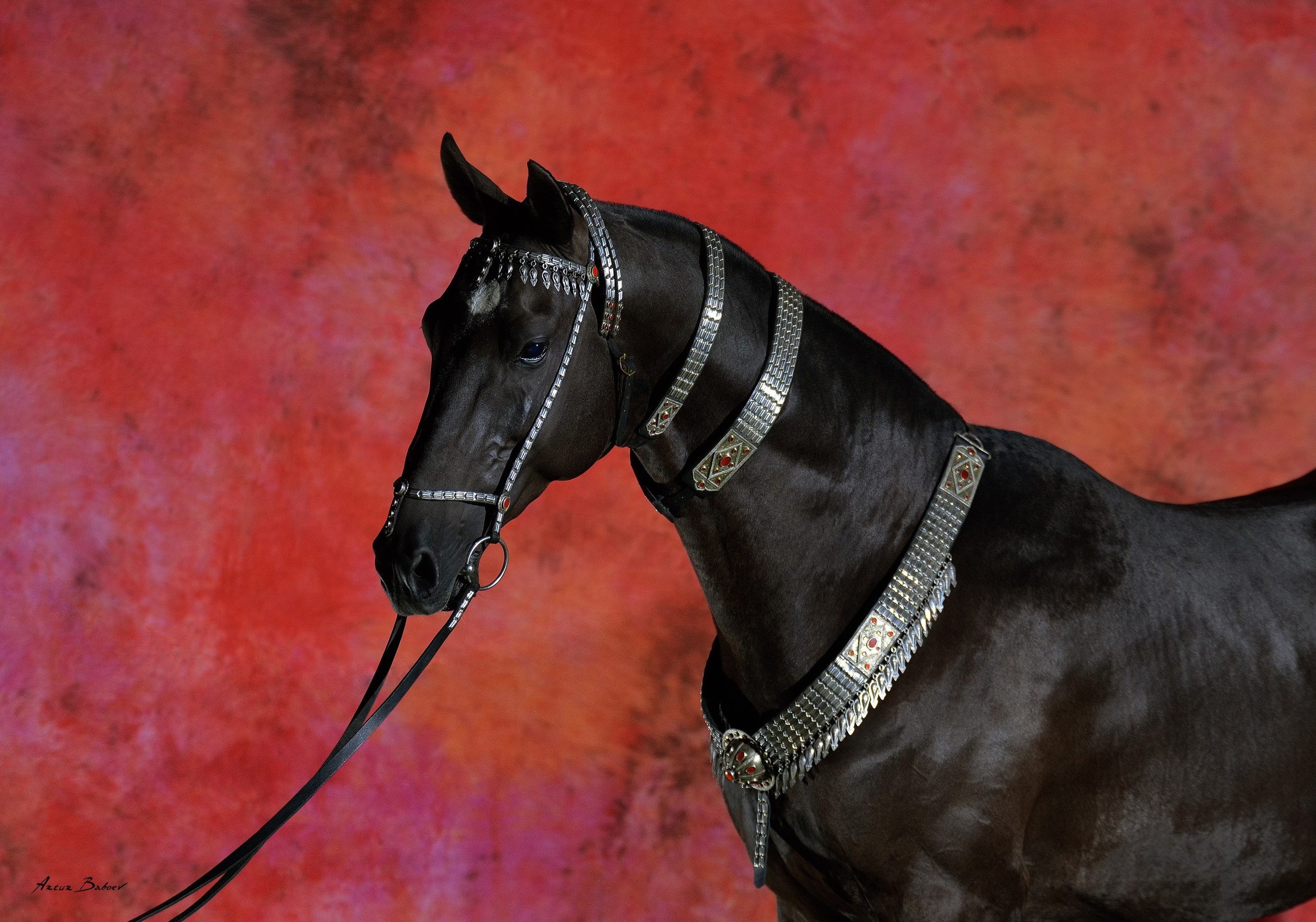 Gallery. Art photos of horses — ARTUR BABOEV | Photographer