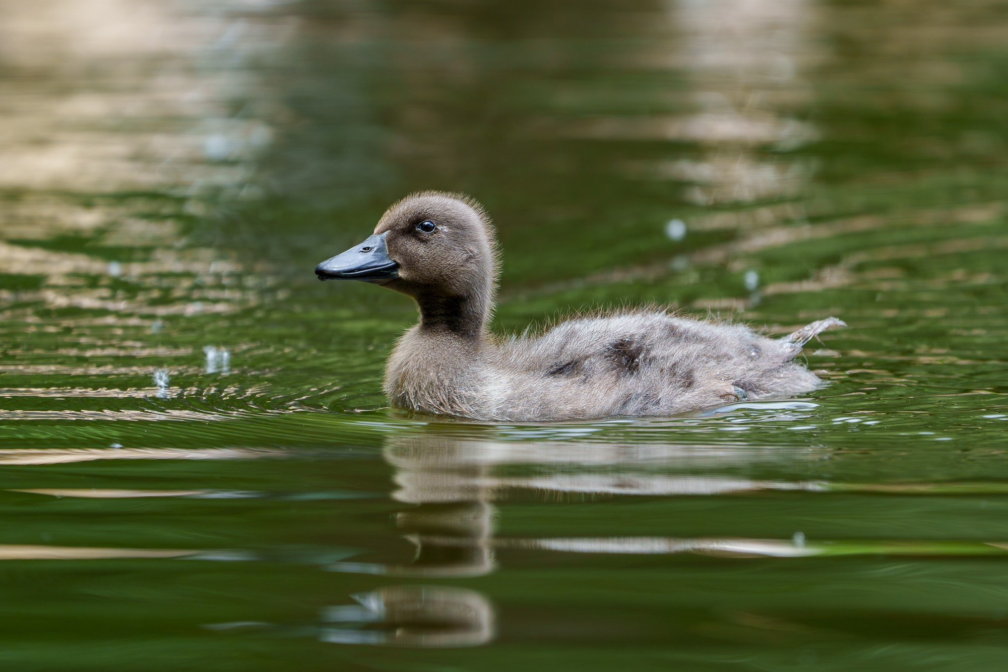 Удивительные мир птиц. Вокруг нас столько прекрасного — присмотритесь!. Ваш личный фотограф Марина Волкова