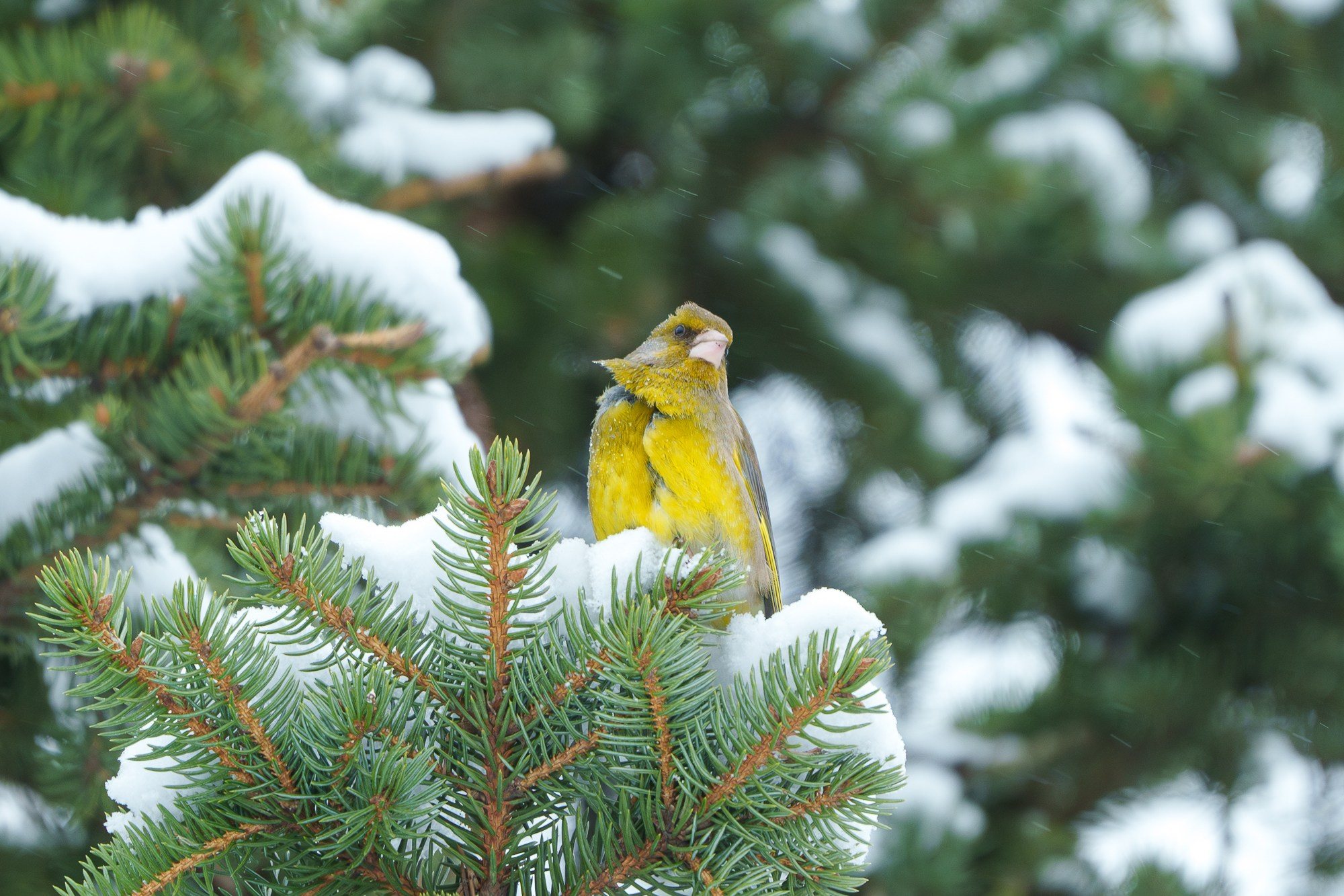 Удивительные мир птиц. Вокруг нас столько прекрасного — присмотритесь!. Ваш личный фотограф Марина Волкова