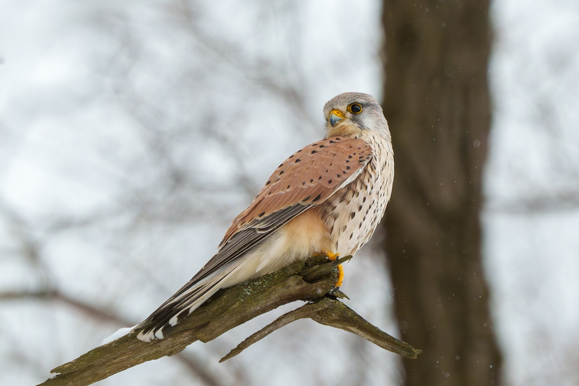 Удивительные мир птиц. Вокруг нас столько прекрасного — присмотритесь!. Ваш личный фотограф Марина Волкова