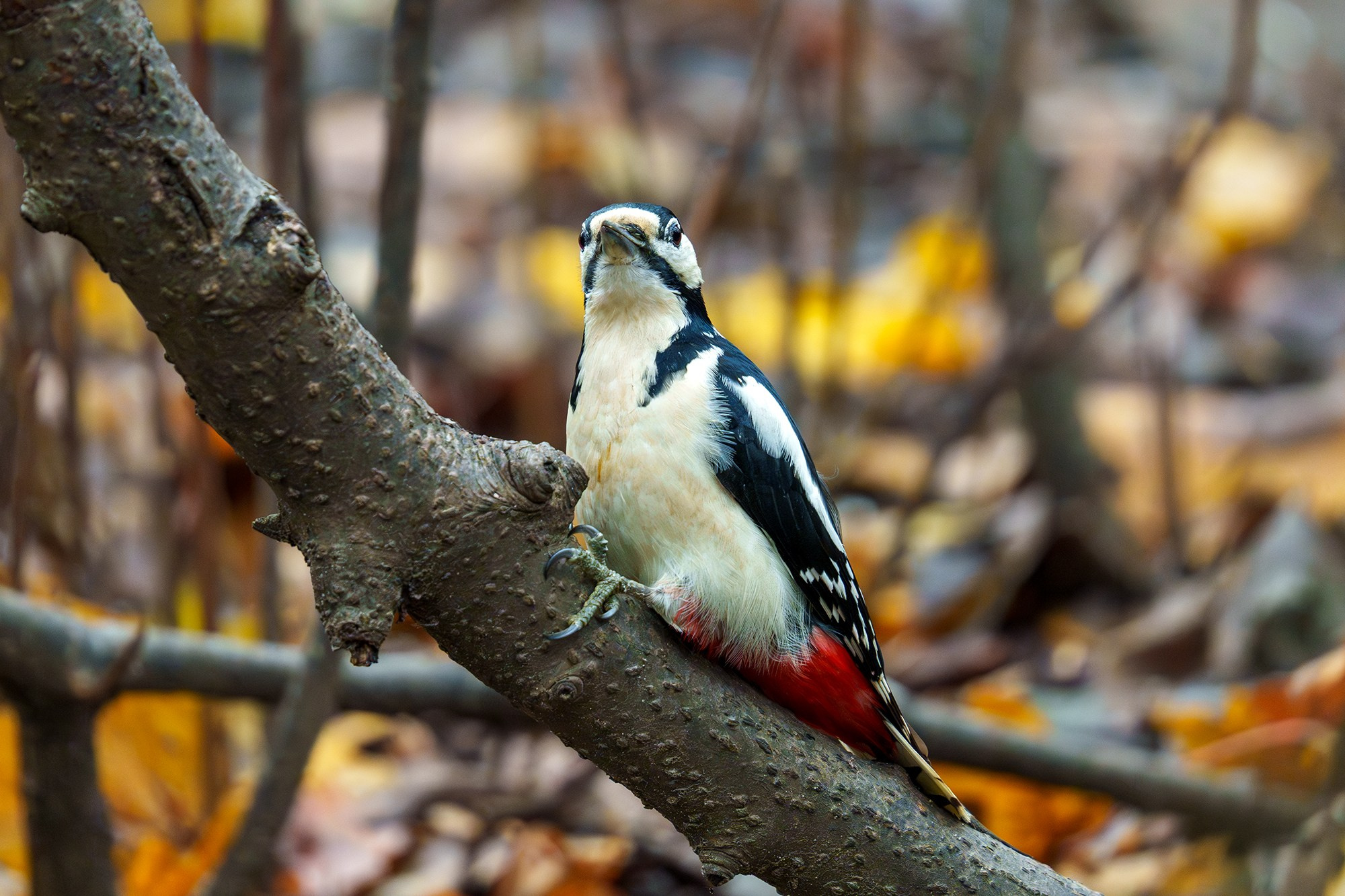 Удивительные мир птиц. Вокруг нас столько прекрасного — присмотритесь!. Ваш личный фотограф Марина Волкова