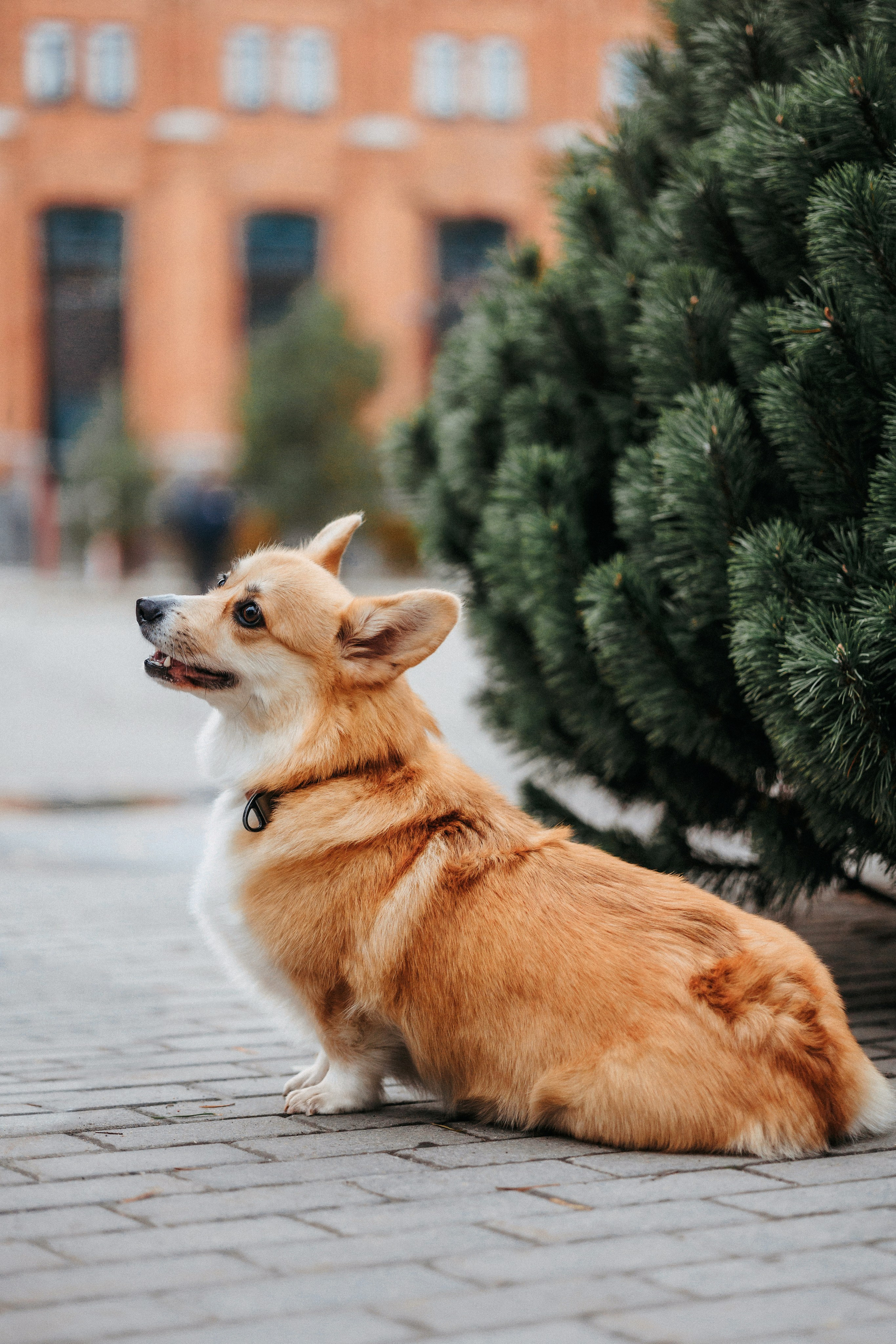 Вера, Саша и Муна. Фотограф-анималист Елена Радченко, Москва