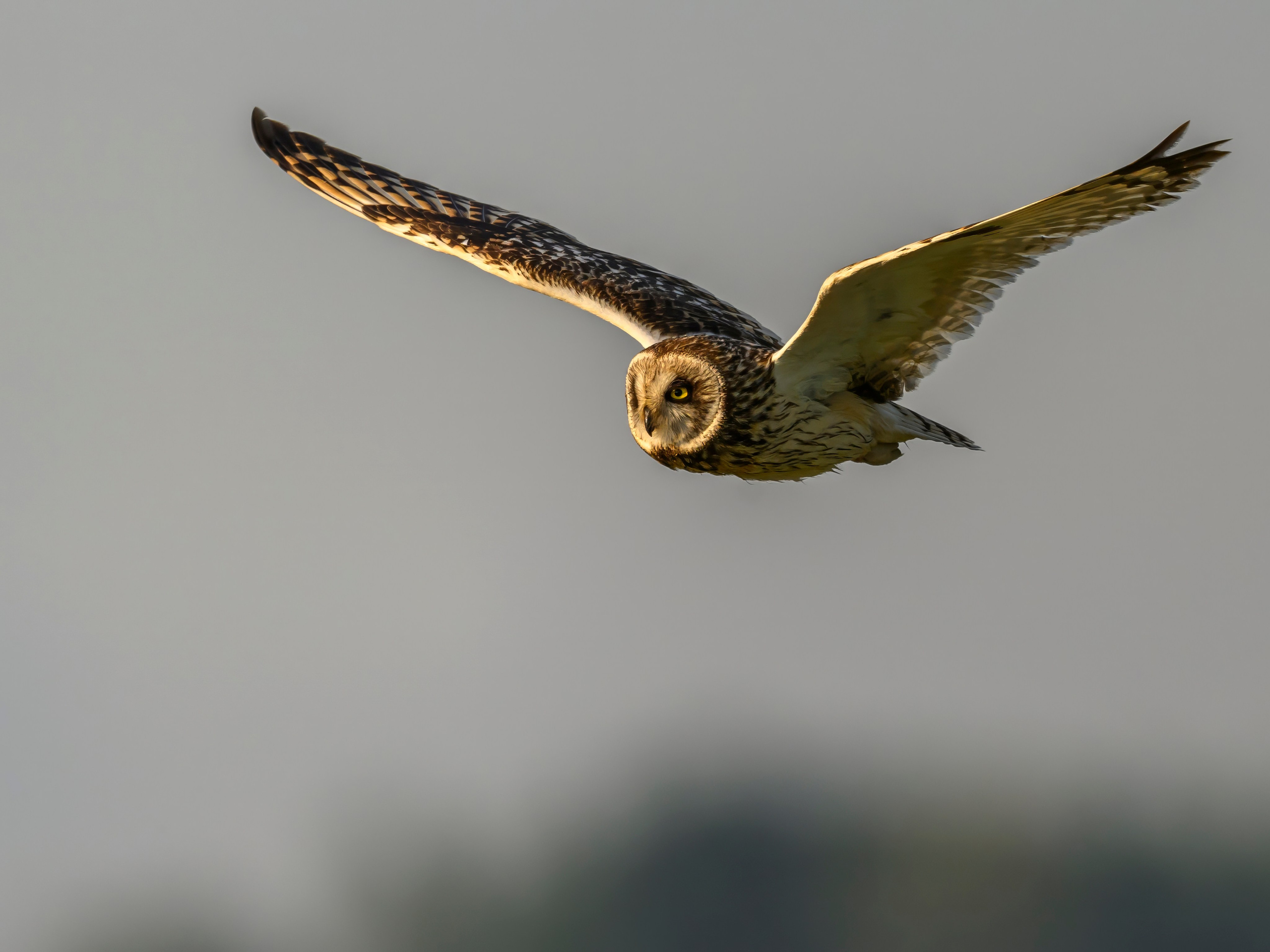 Совы на рассвете. Фотограф Сергей Пупонин