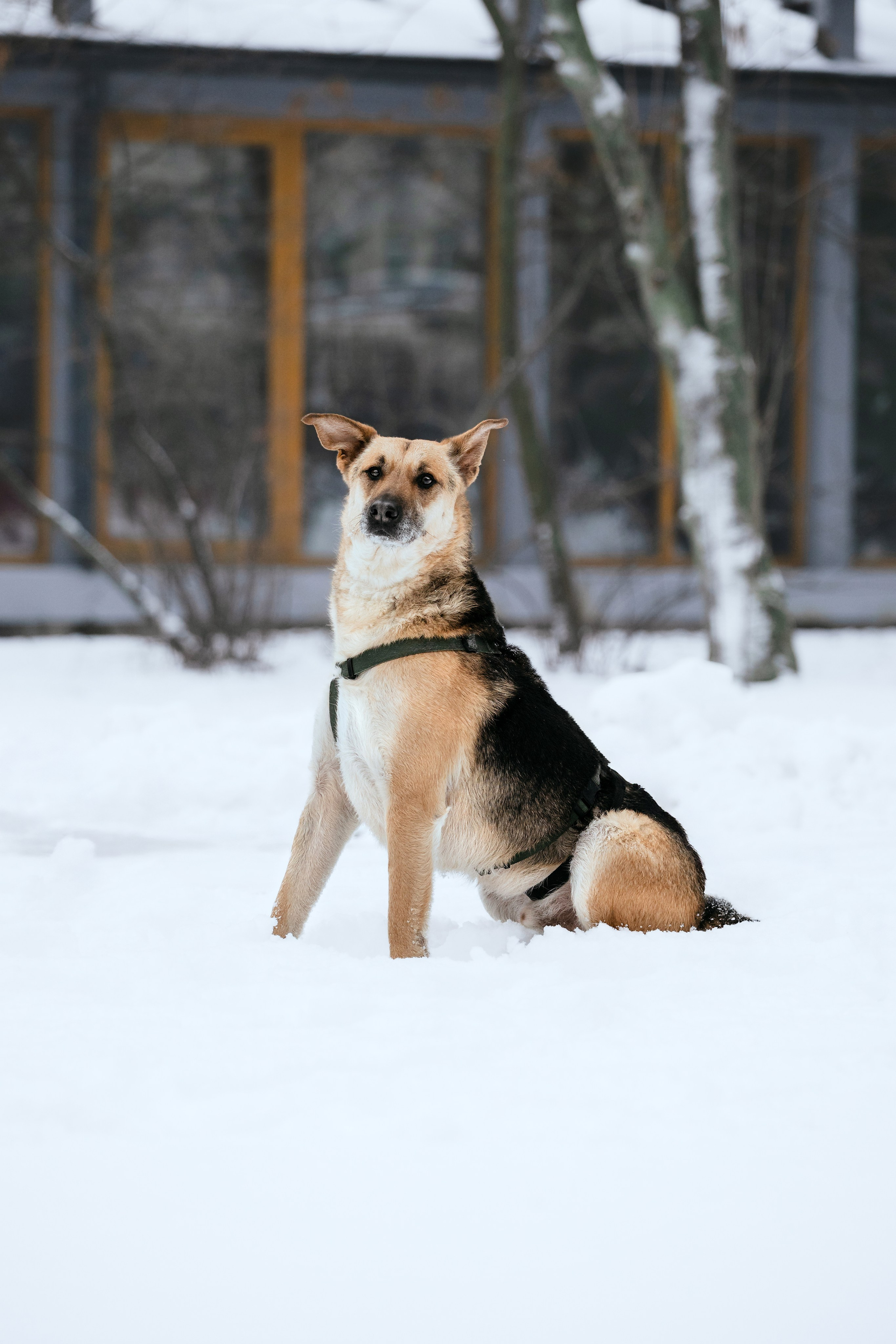 Собаки из приюта Дубовая роща зима. Фотограф-анималист Татьяна Степанова