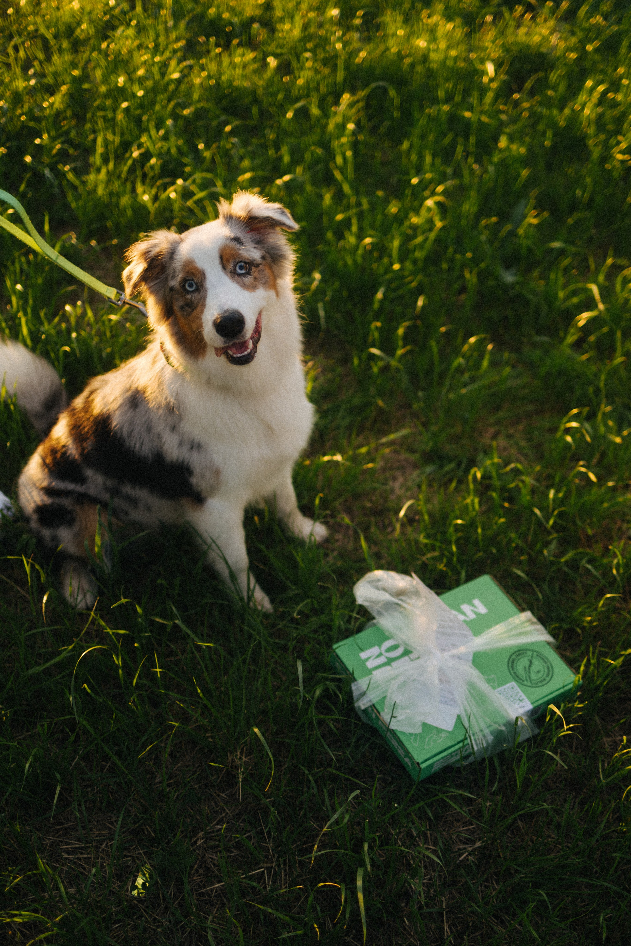 Настя, Влад и Лэйк. Фотораф — анималист Мария Шистка
