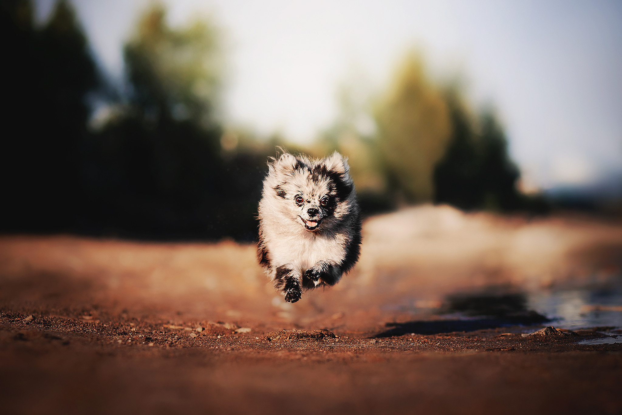 Йоши и Полина. Фотограф-анималист • love-story • Санкт-Петербург