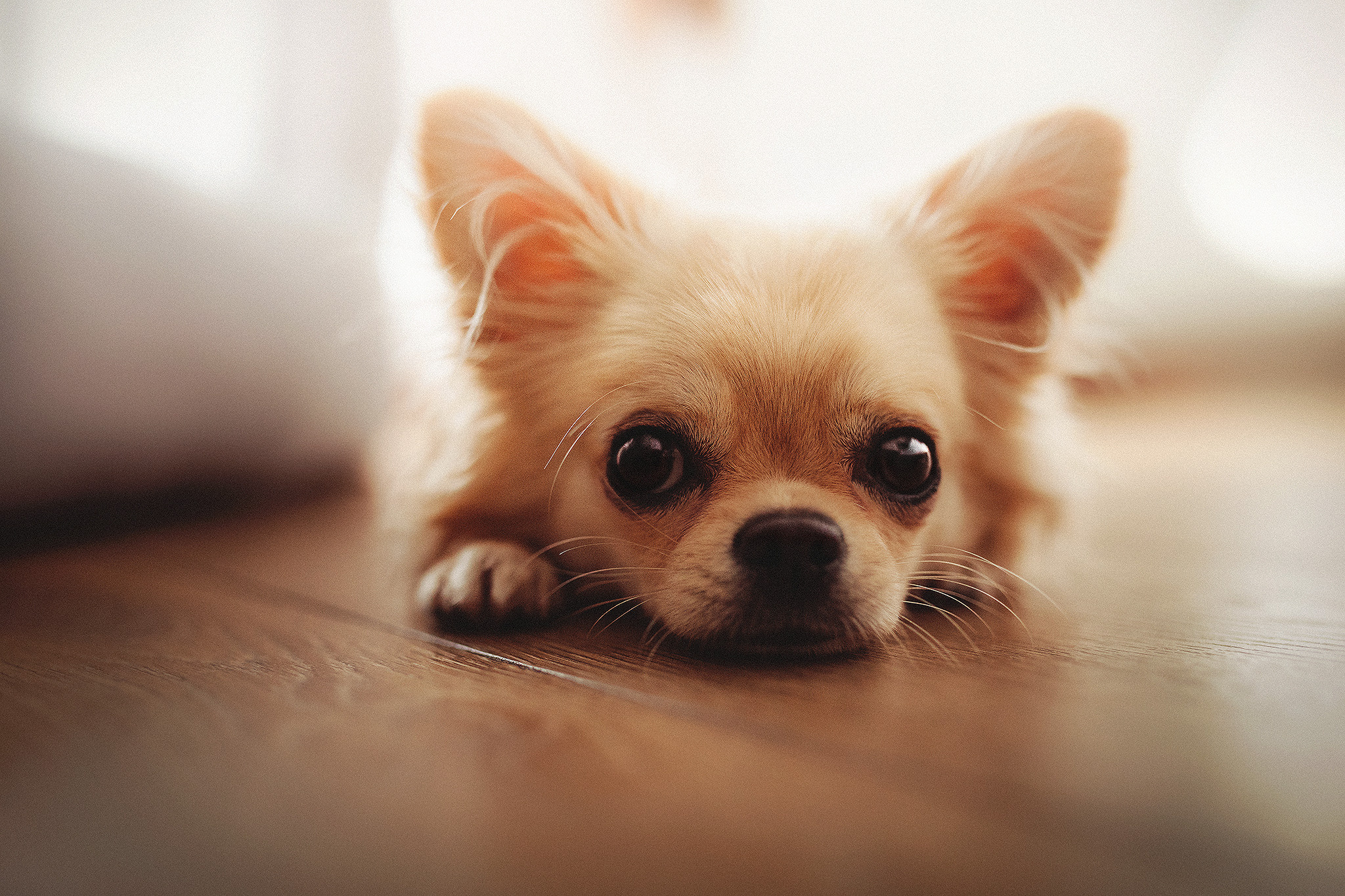 Буба и Настя. Фотограф-анималист • love-story • Санкт-Петербург