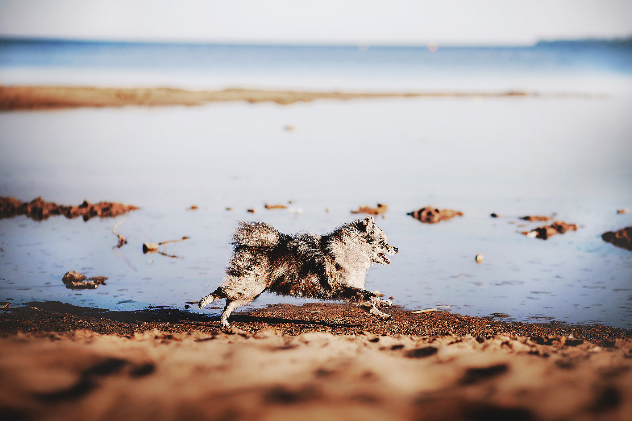 Йоши и Полина. Фотограф-анималист • love-story • Санкт-Петербург