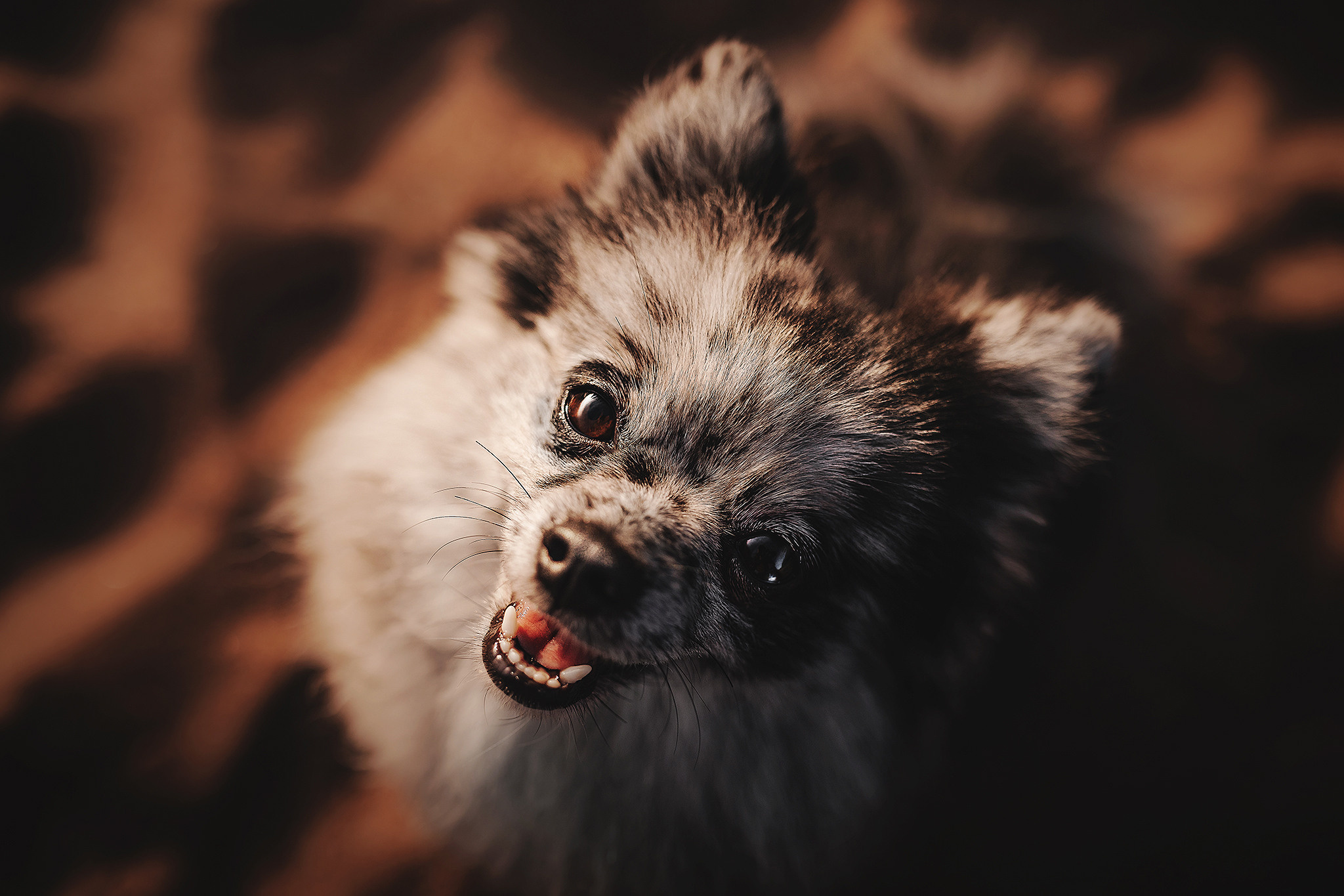 Йоши и Полина. Фотограф-анималист • love-story • Санкт-Петербург