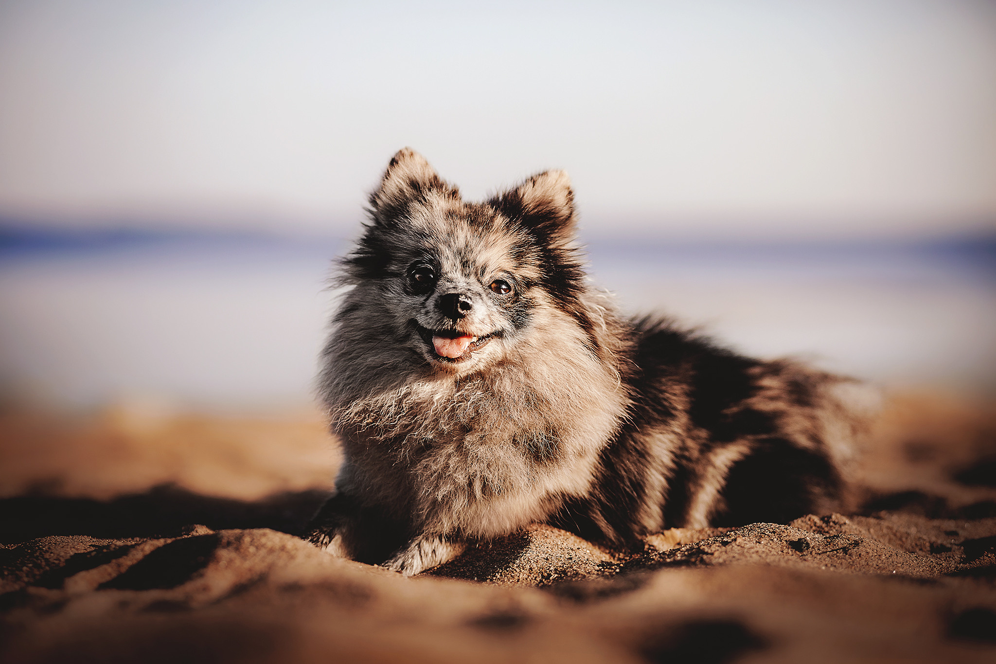 Йоши и Полина. Фотограф-анималист • love-story • Санкт-Петербург