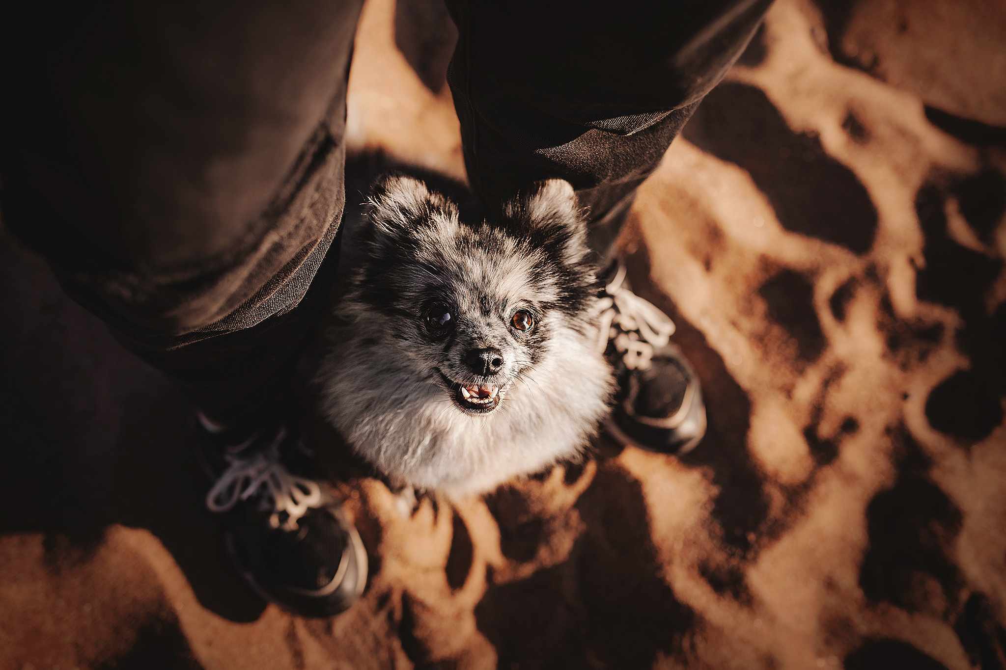 Йоши и Полина. Фотограф-анималист • love-story • Санкт-Петербург