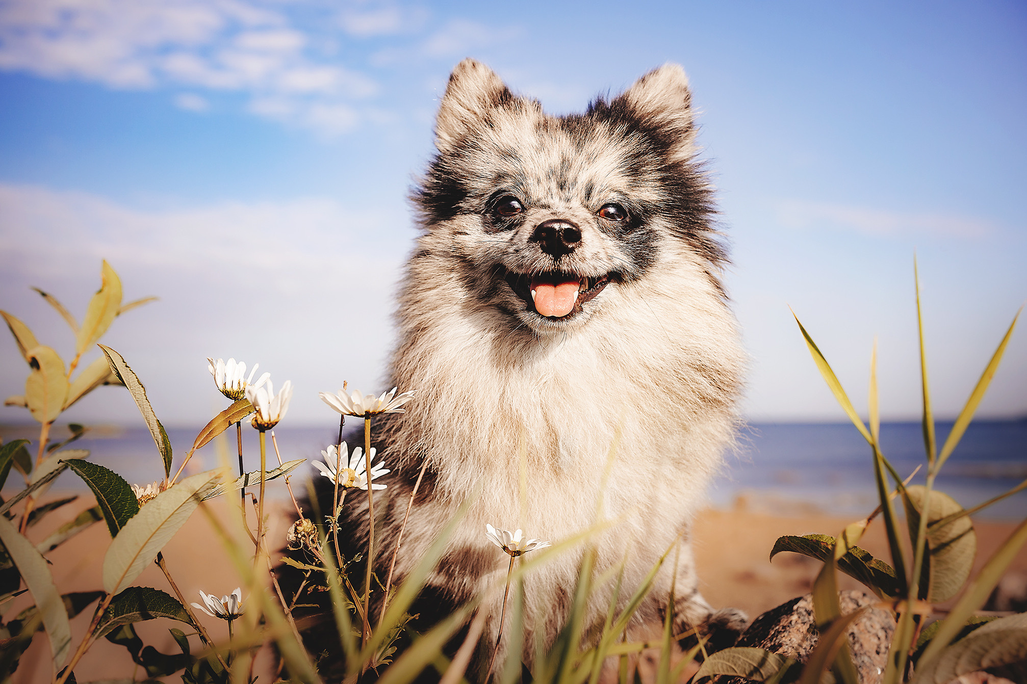 Йоши и Полина. Фотограф-анималист • love-story • Санкт-Петербург