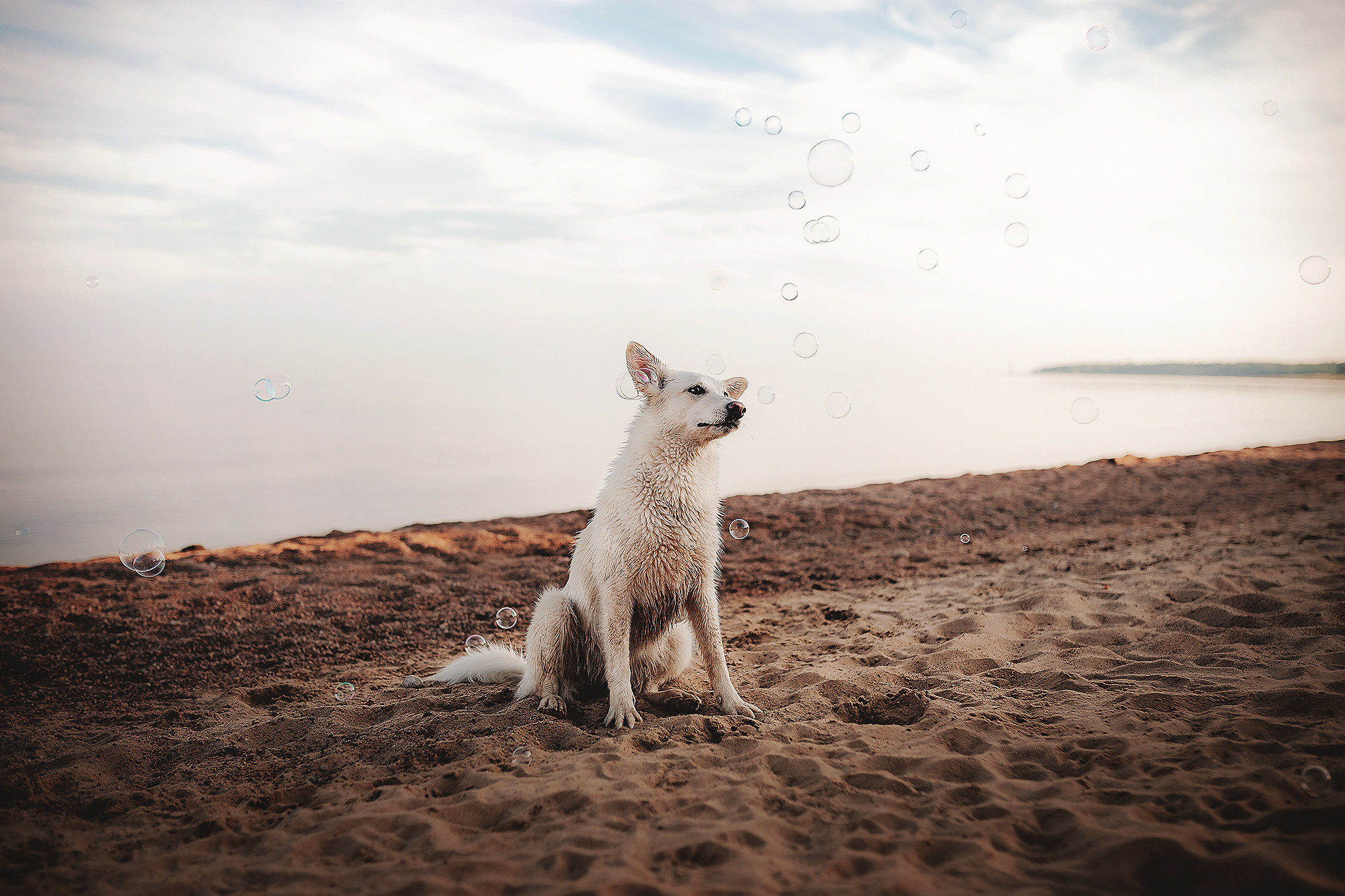 Серия: собачий ДР. Фотограф-анималист • love-story • Санкт-Петербург