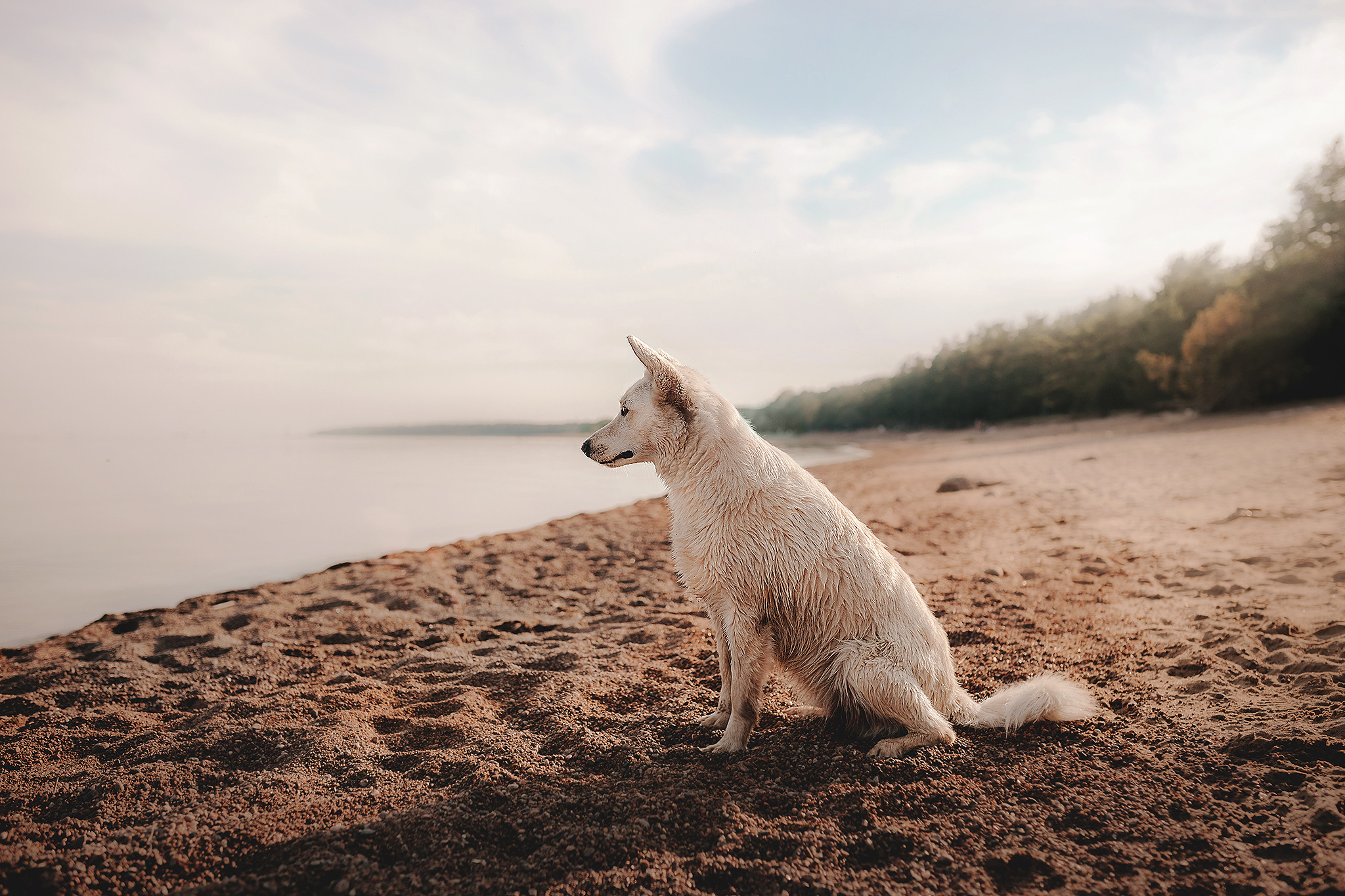 Серия: собачий ДР. Фотограф-анималист • love-story • Санкт-Петербург