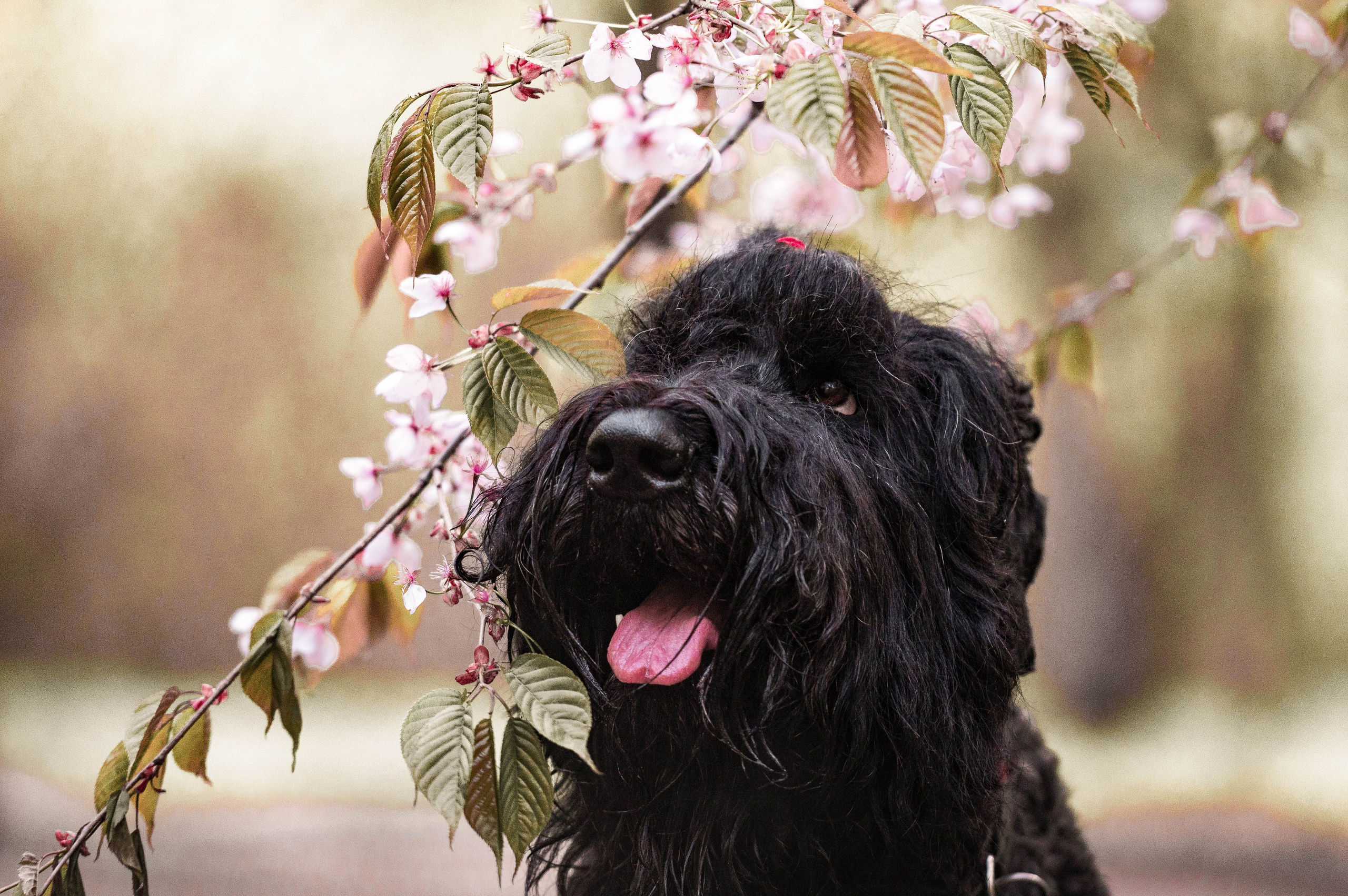 Черныши, сакура и краски холи. Фотограф-анималист