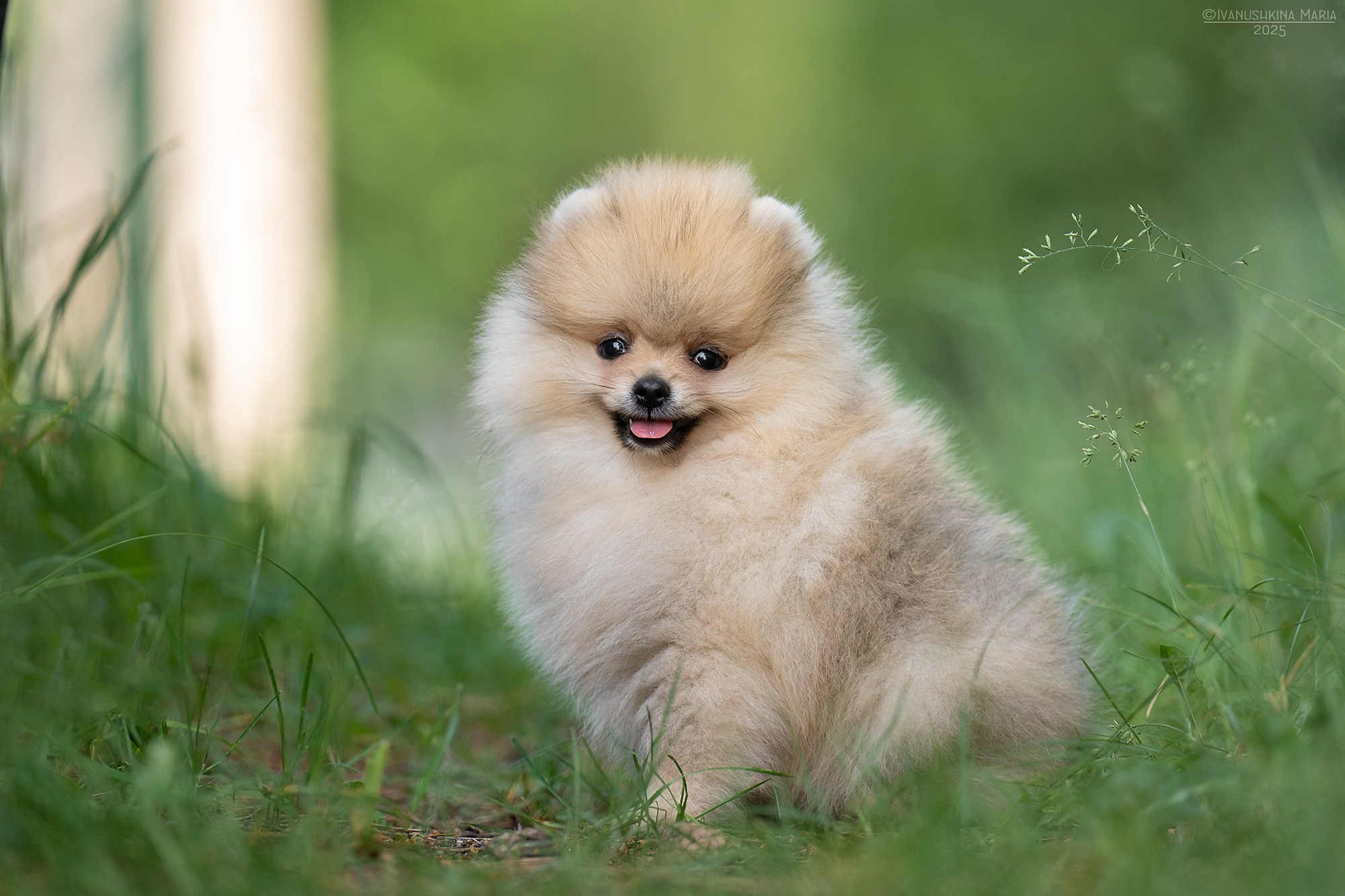Фотосессия щенков на продажу. Фотограф собак в Москве и Московской области Иванушкина Мария