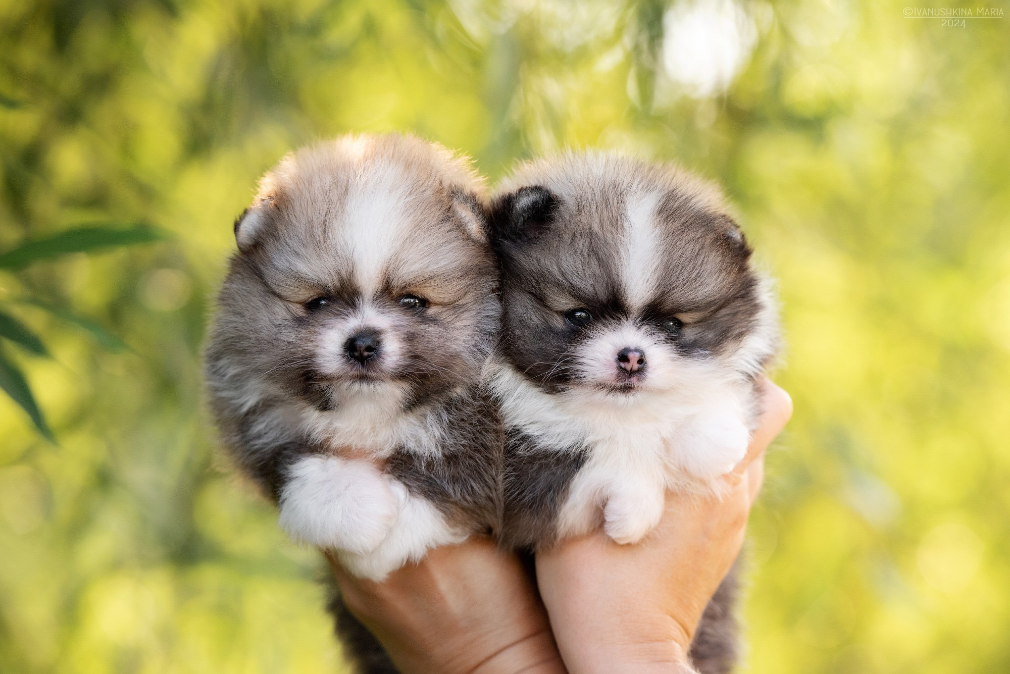 Фотосессия щенков на продажу. Фотограф собак в Москве и Московской области Иванушкина Мария