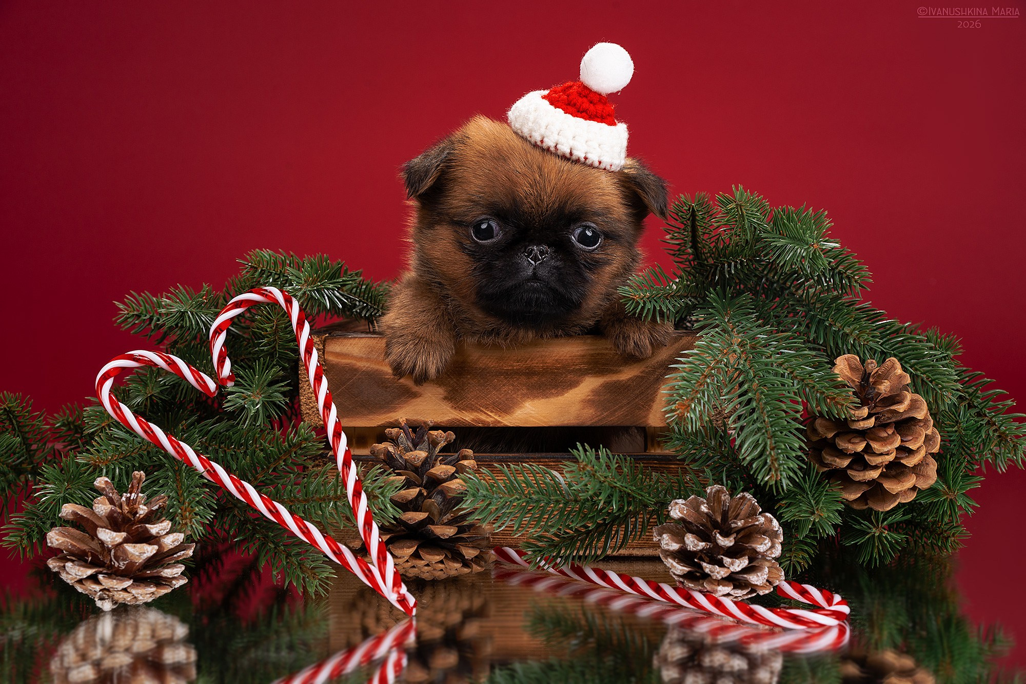 Фотосессия щенков на фонах. Фотограф собак в Москве и Московской области Иванушкина Мария