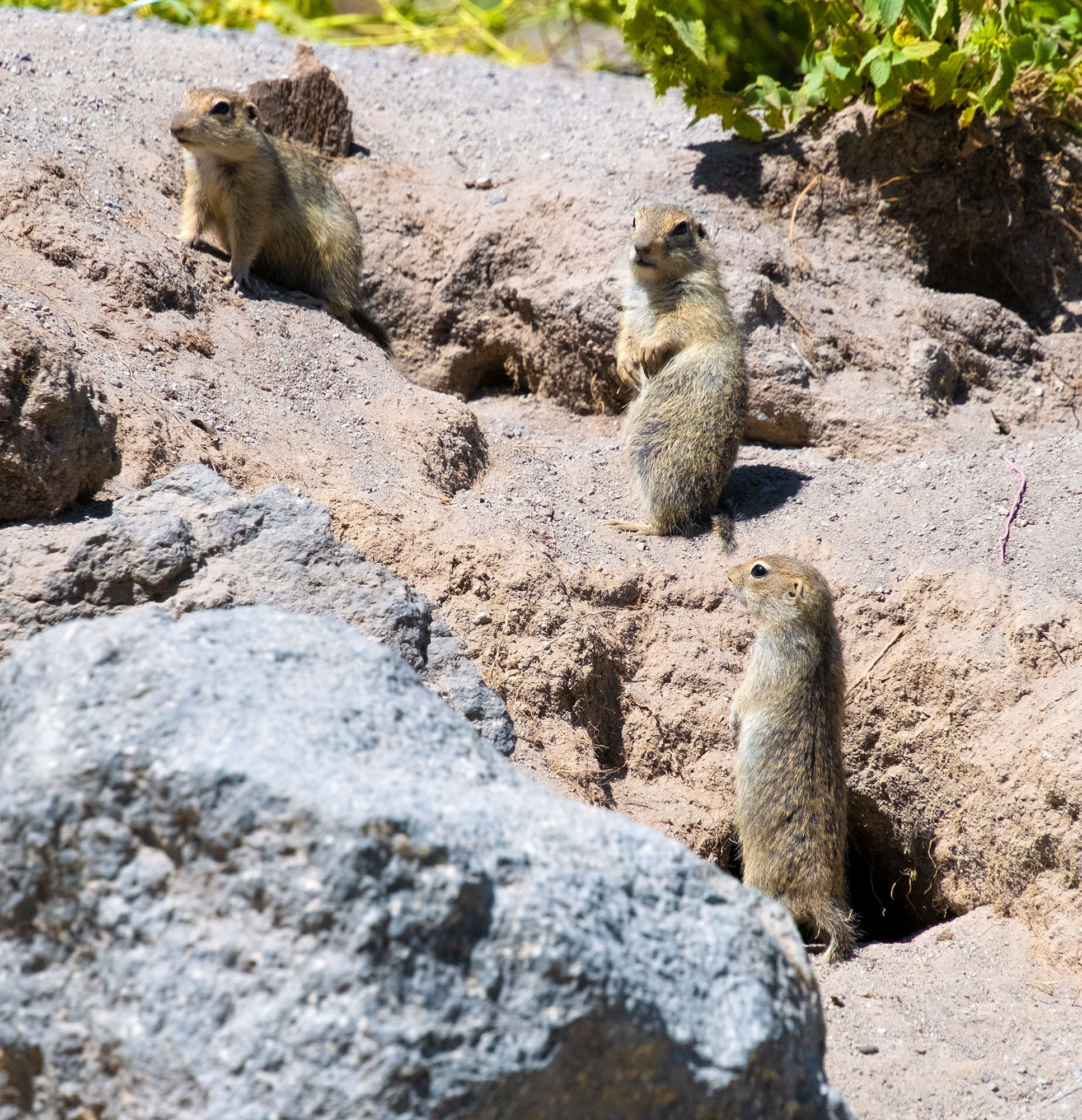 Свадебный фотограф в Геленджике