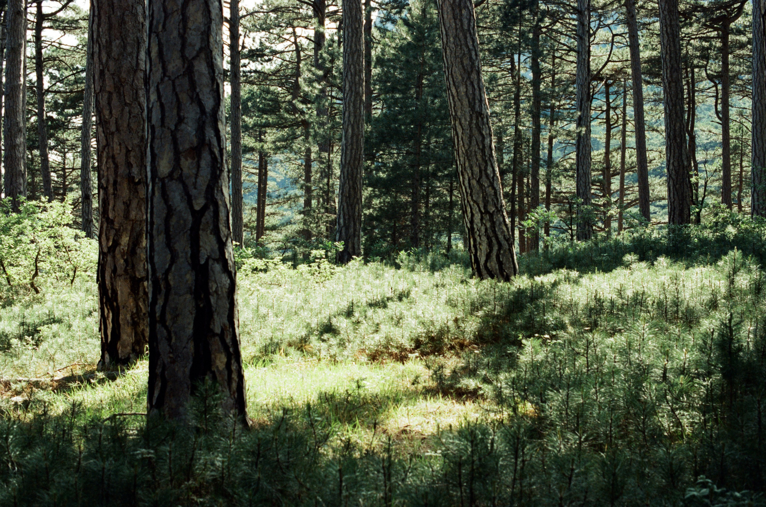 Silver strings // ukraine, crimea VIII. EVER EXPOSED